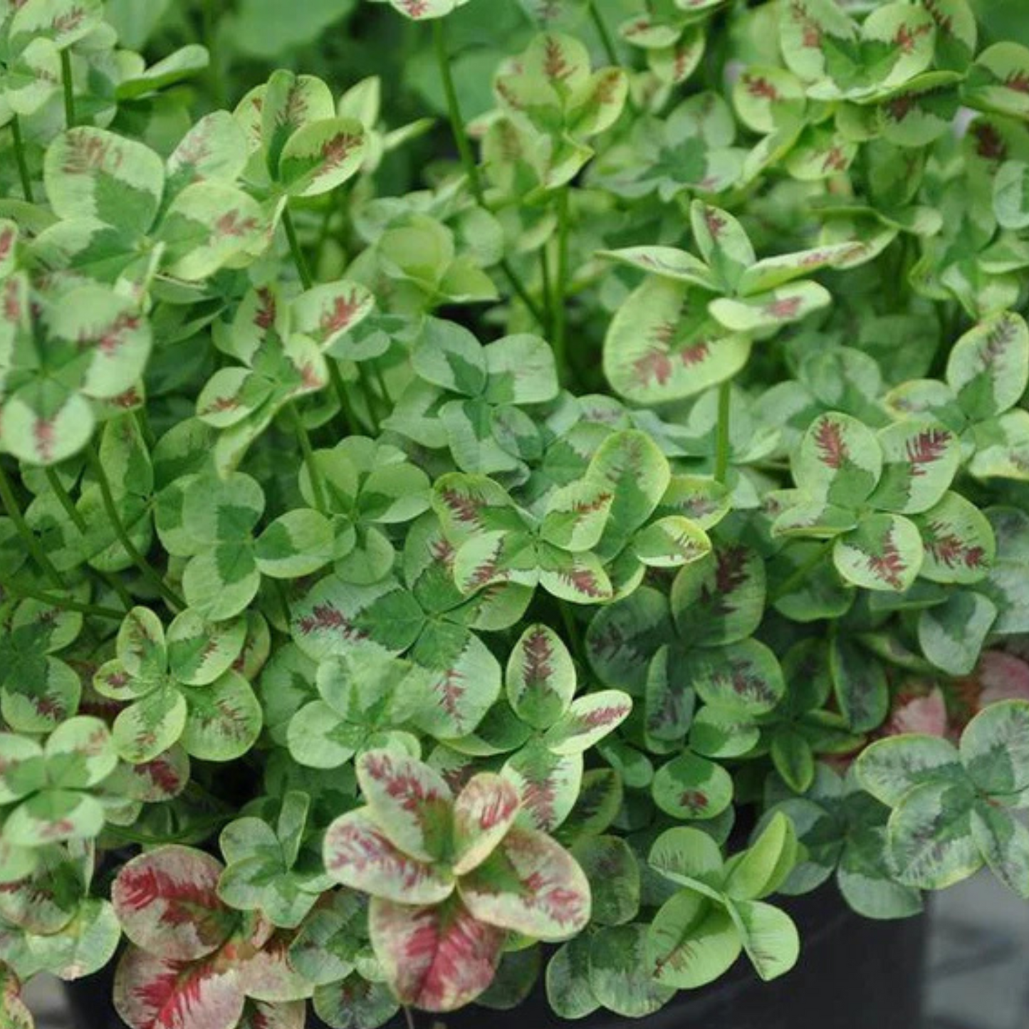 Trifolium 4 Luck Red Stripes