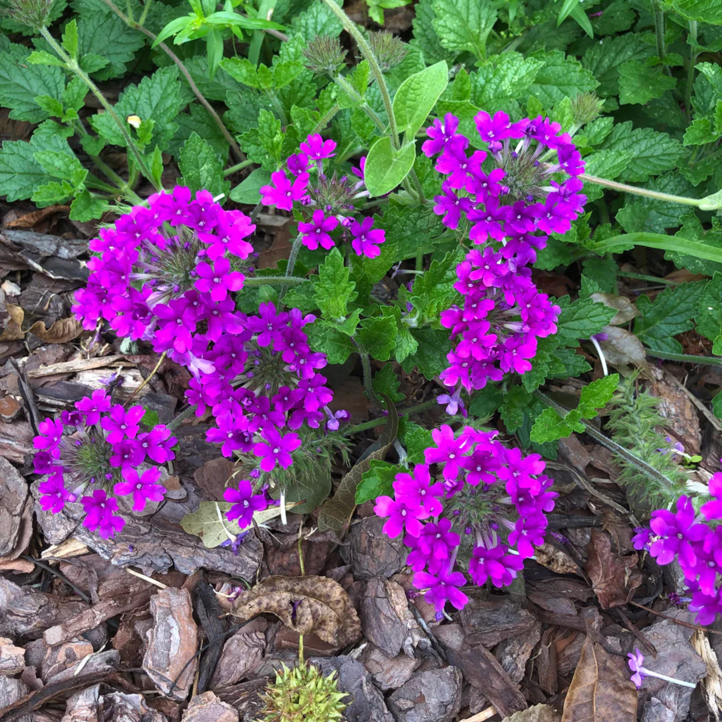 Verbena canadensis Homestead Purple