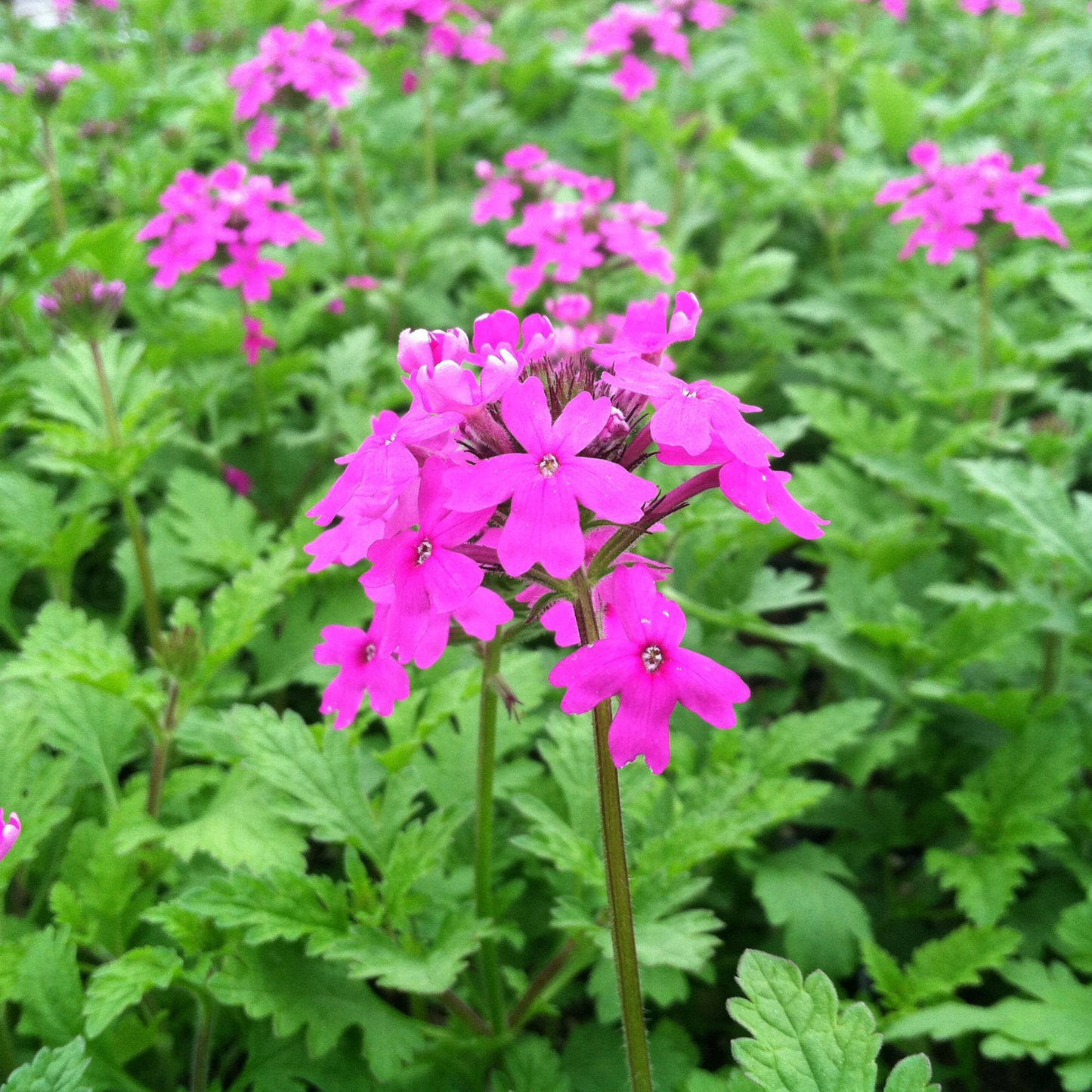 Verbena canadensis Perfecta