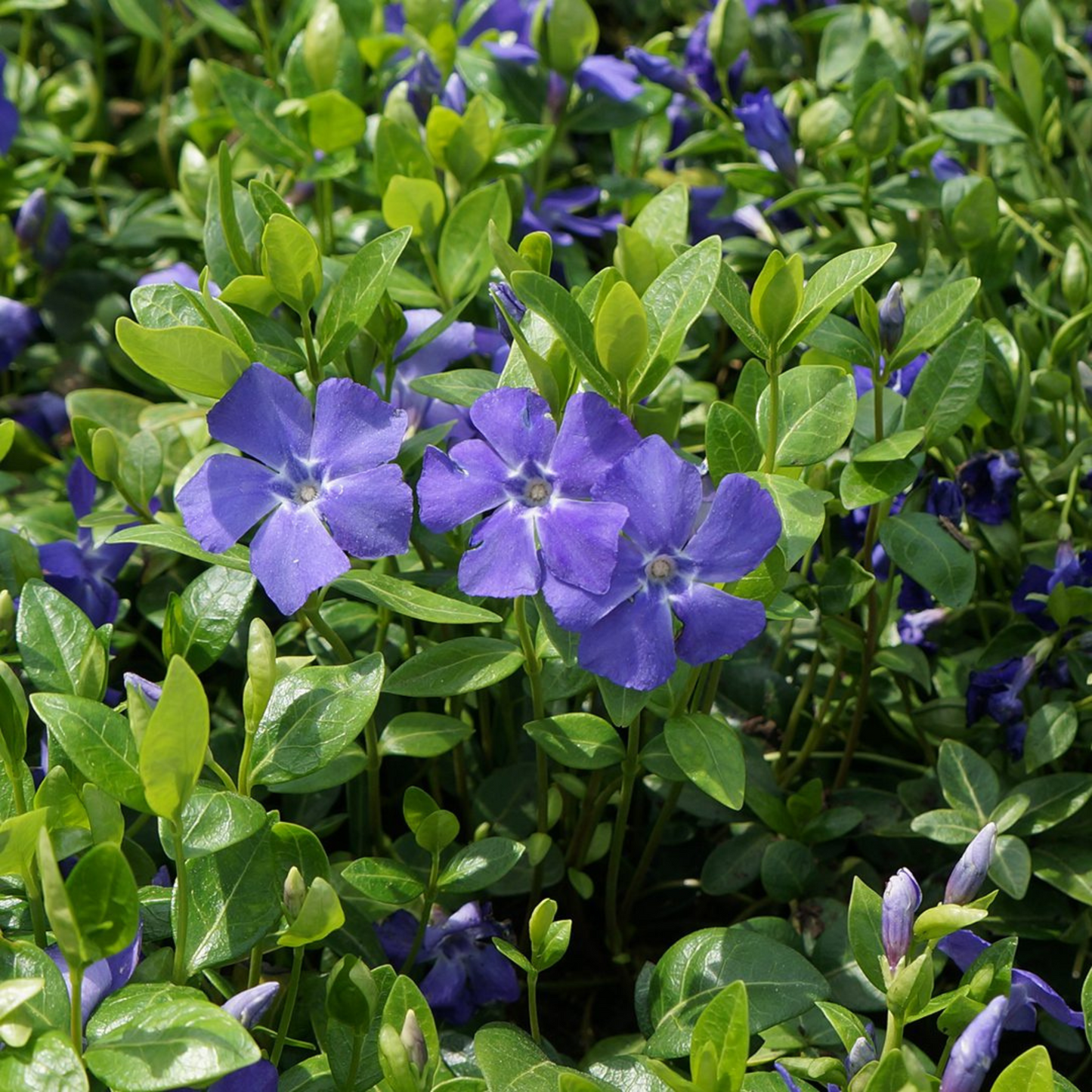 Vinca minor Bowles