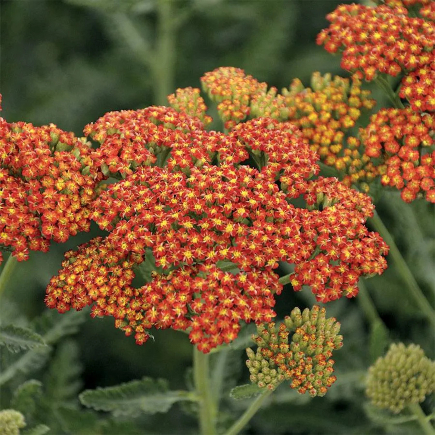 Achillea hybrida Sassy Summer Sunset