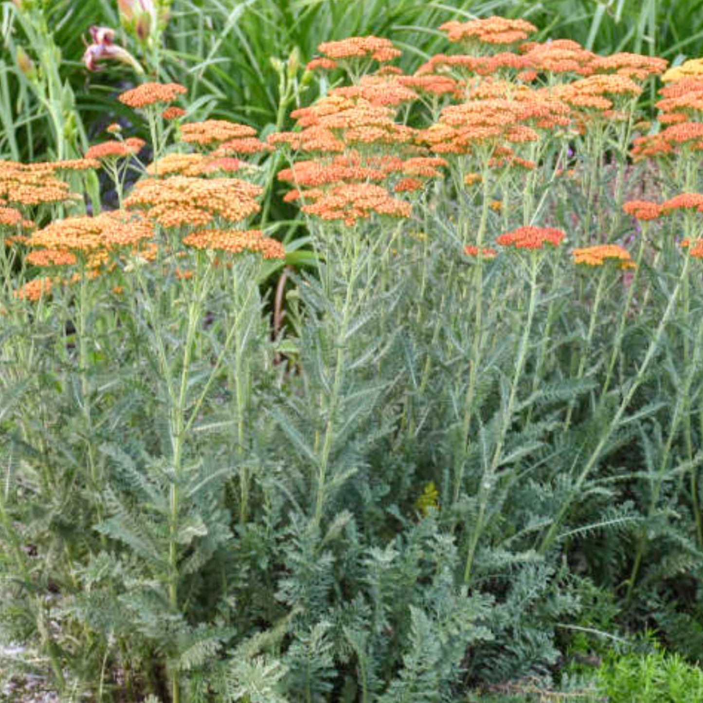 Achillea hybrida Sassy Summer Sunset