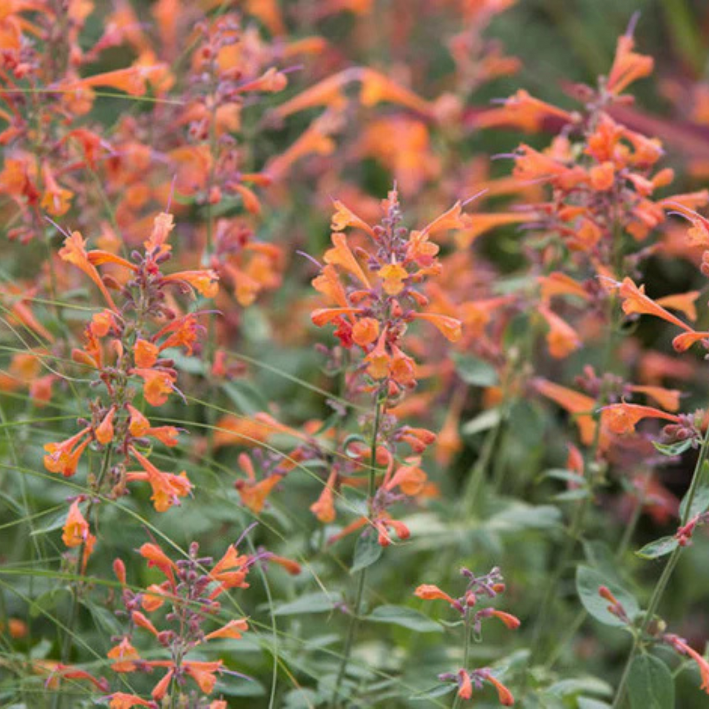Agastache 'Guava Lava'