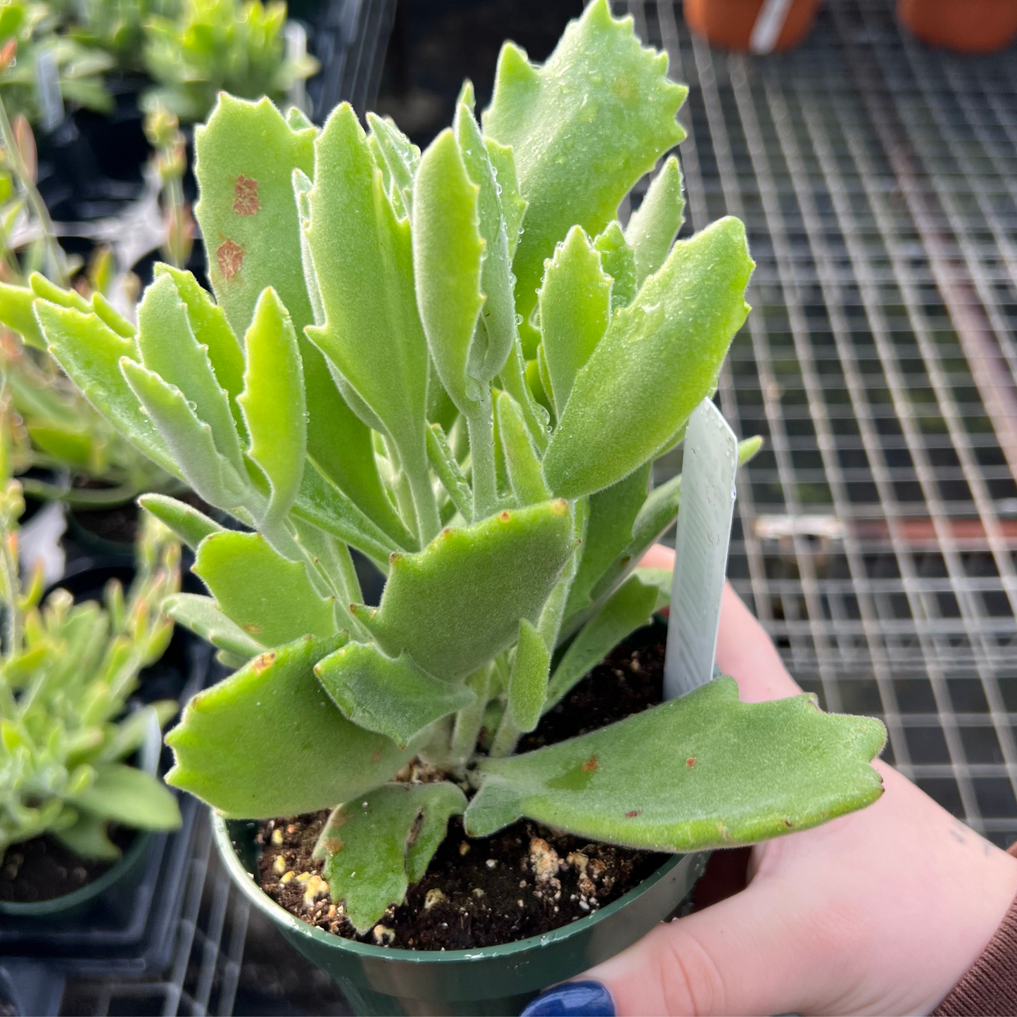 Kalanchoe behartii