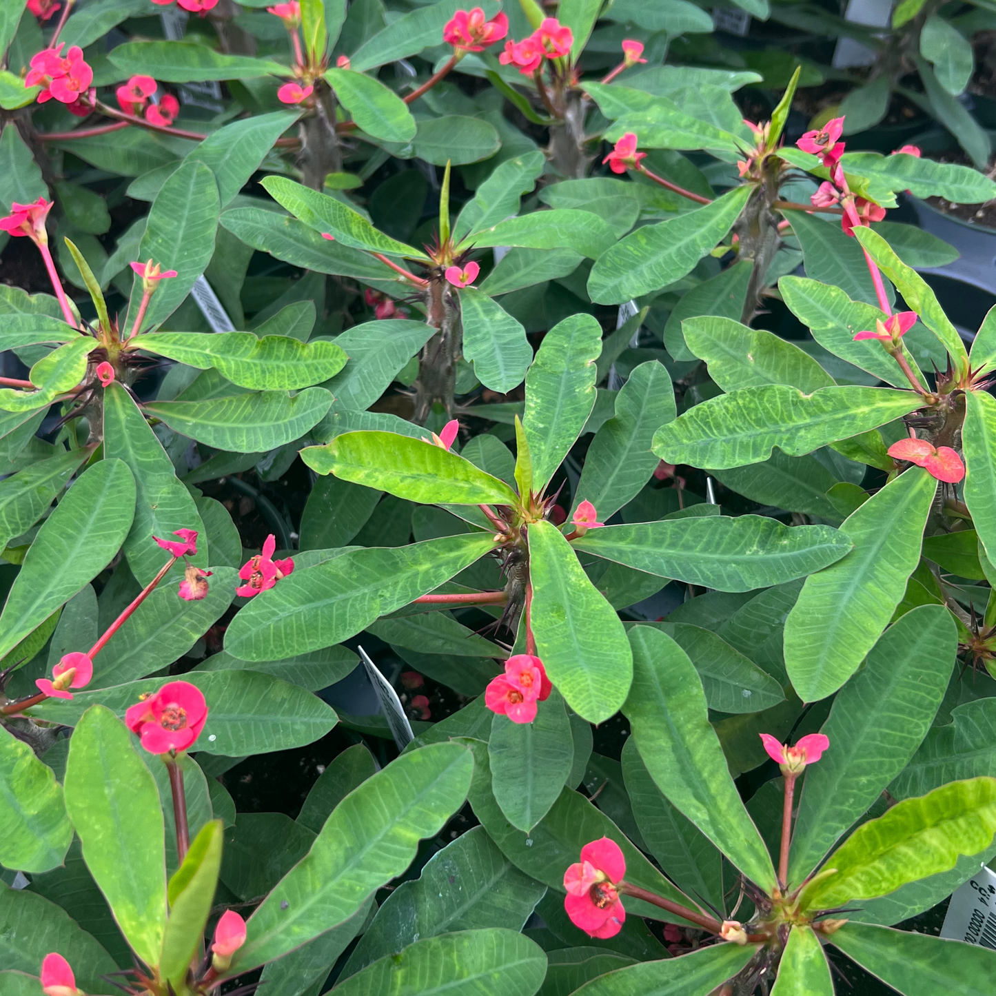 Euphorbia milli maxi- Crown of Thorns