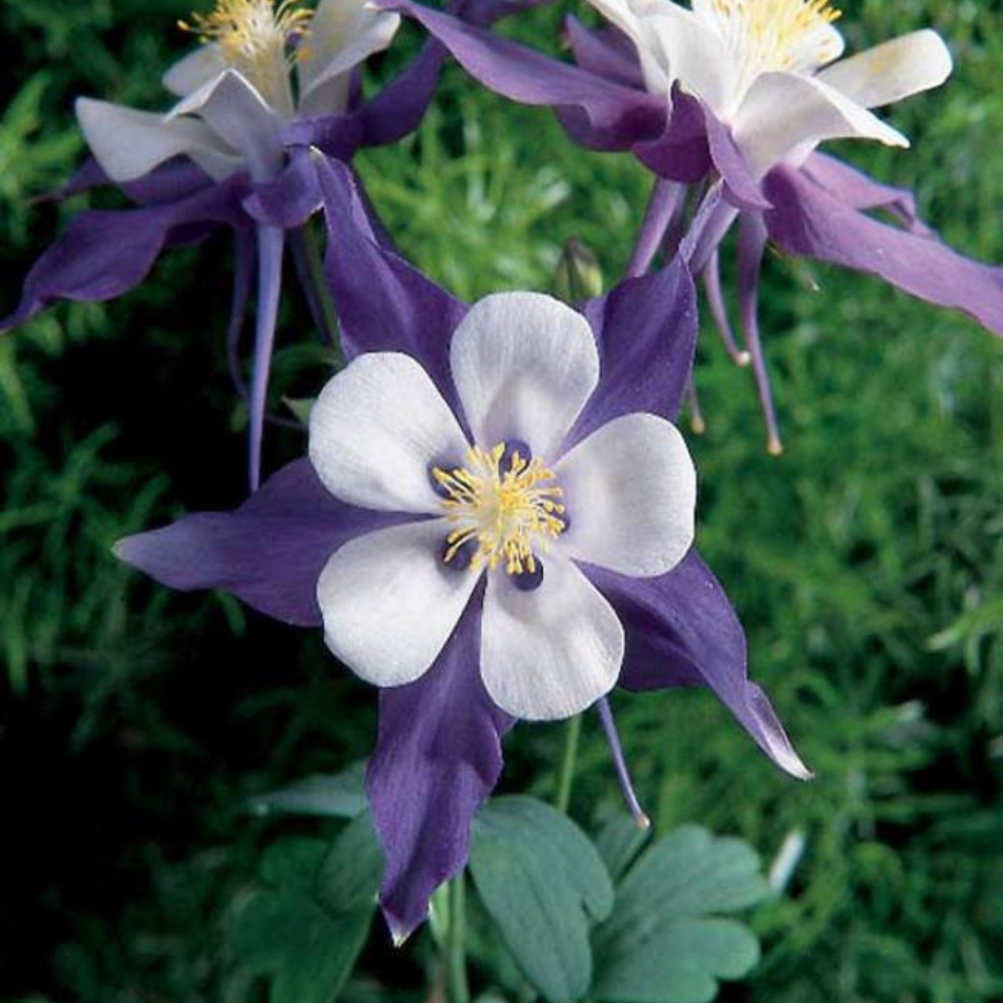 Aquilegia Swan Violet & White
