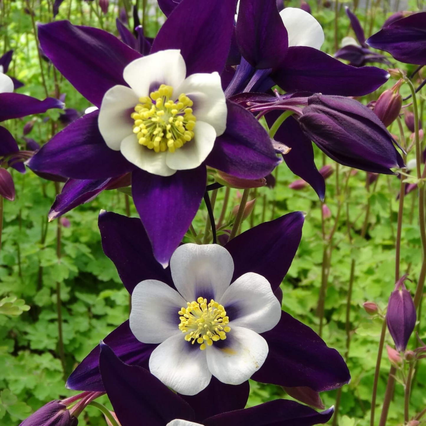 Aquilegia Swan Violet & White