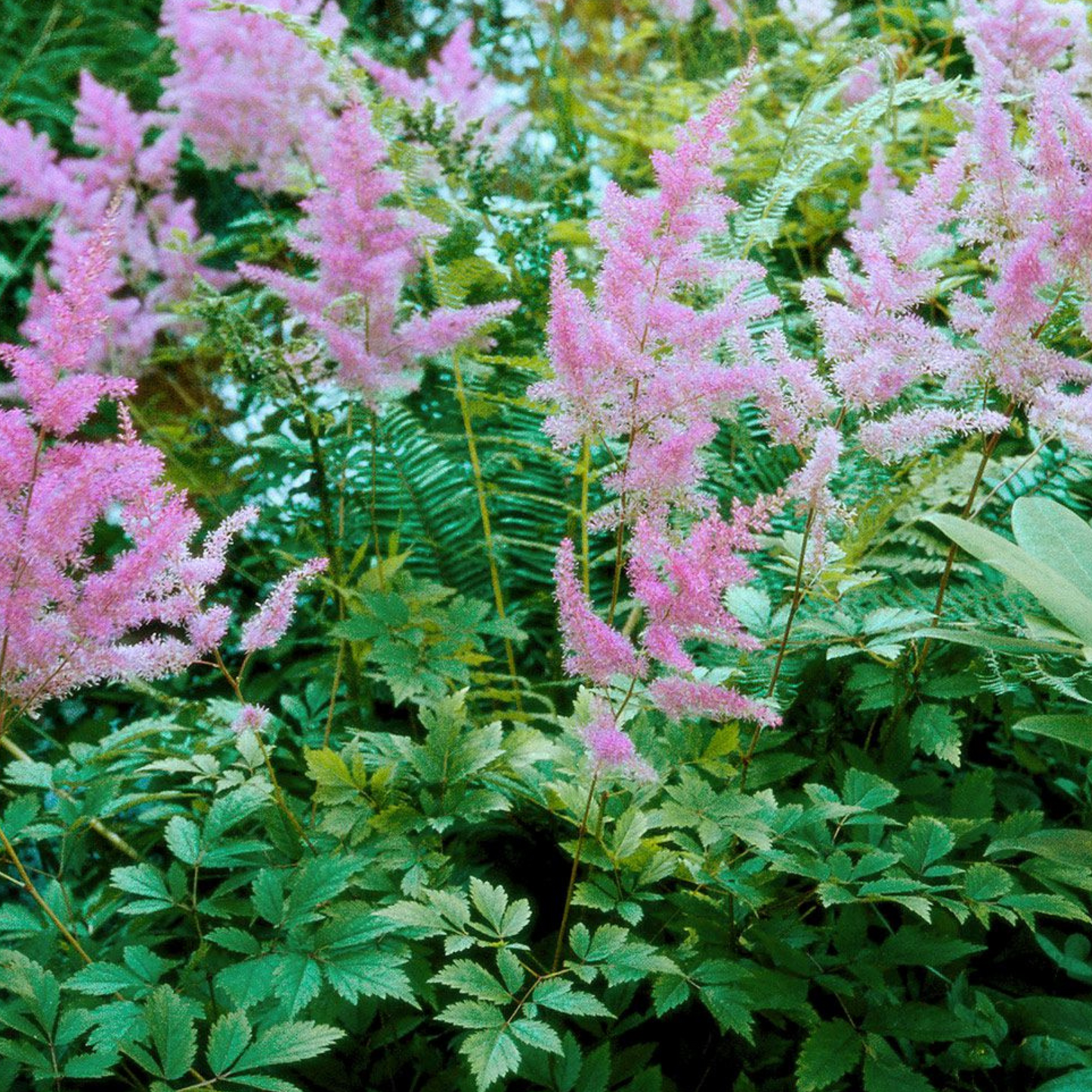 Astilbe arendsii Grande