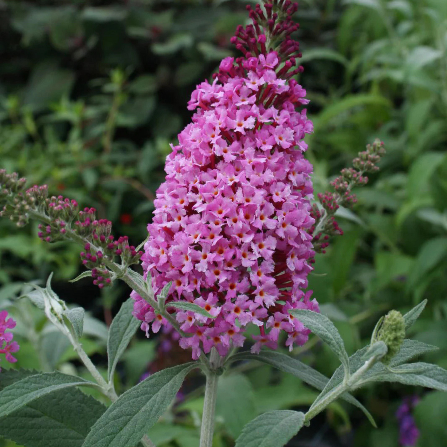 Buddleia davidii Soft Pink