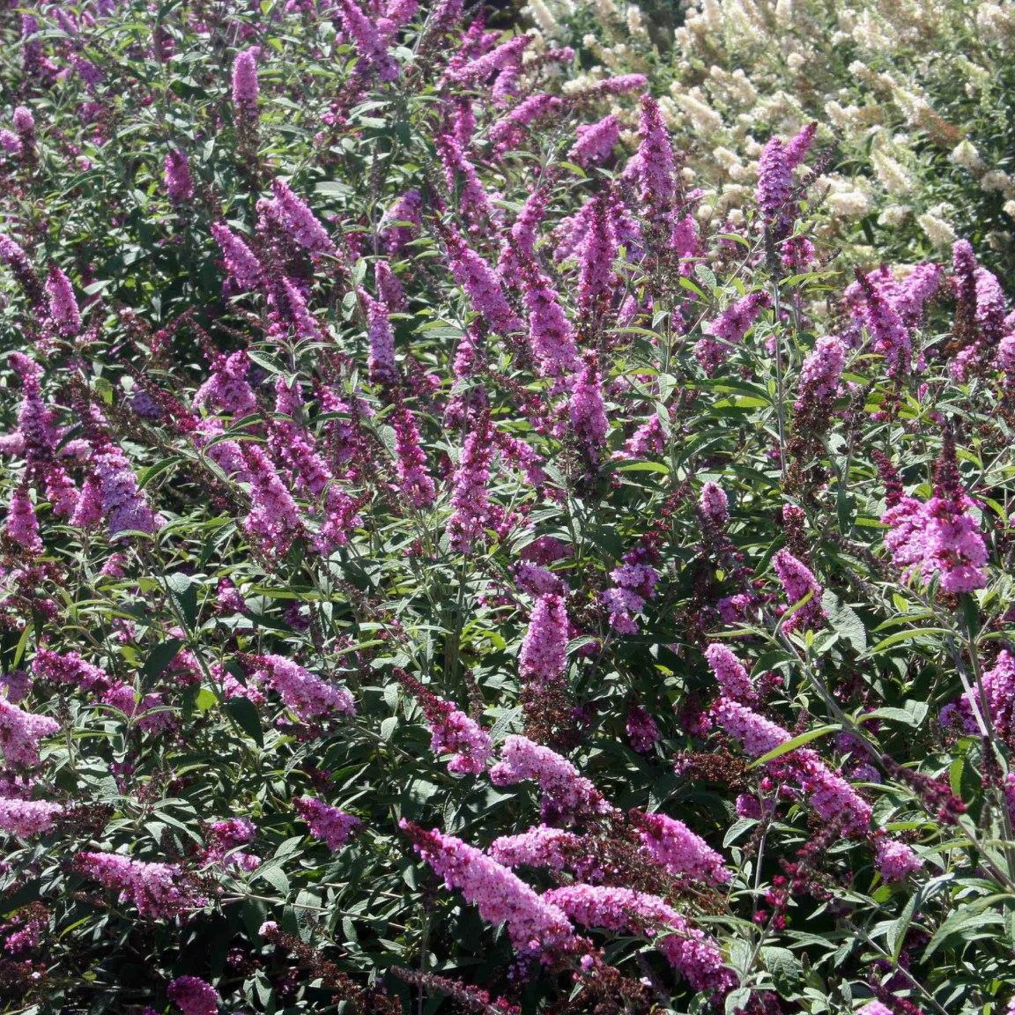 Buddleia davidii Soft Pink