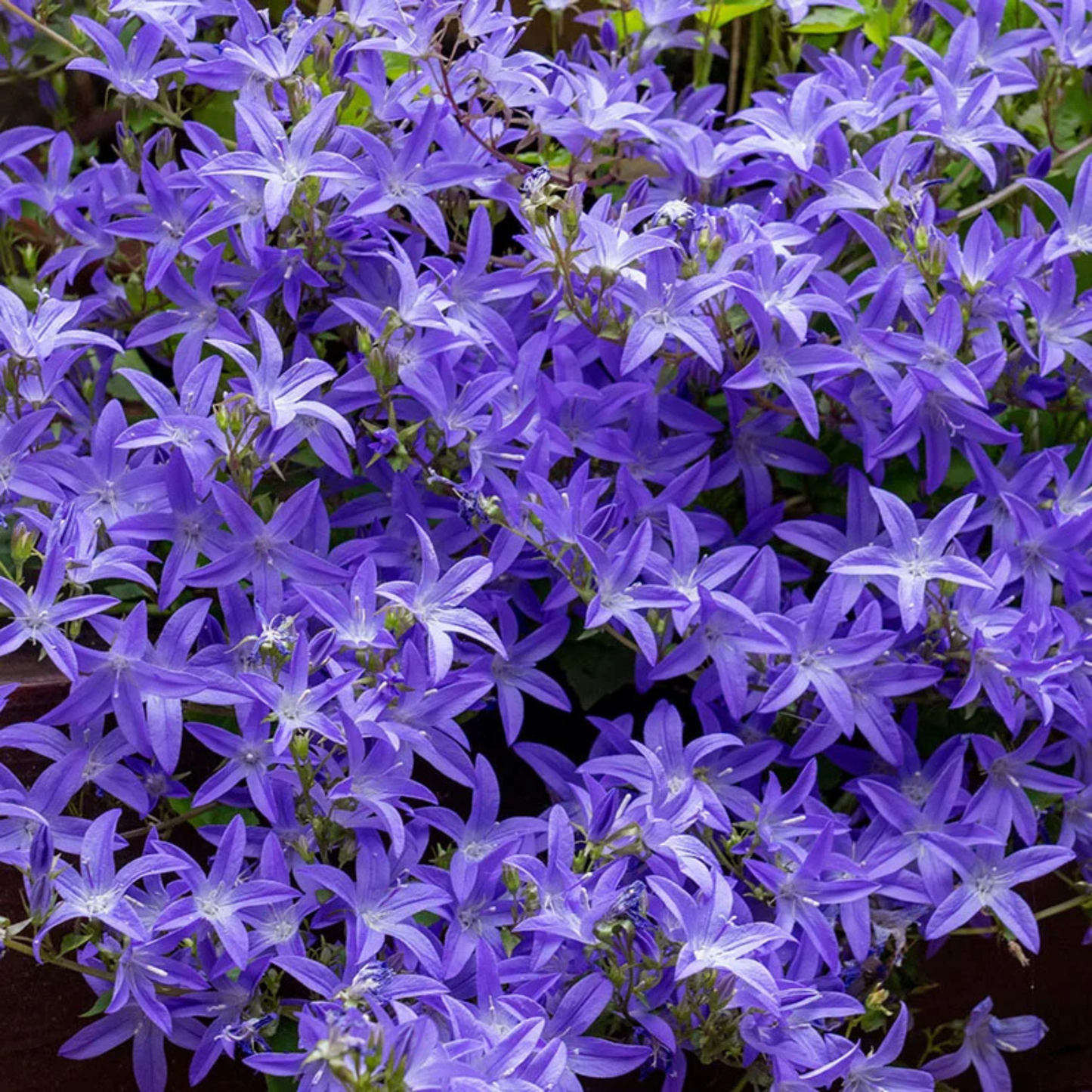 Campanula poscharskyana Blue Waterfall