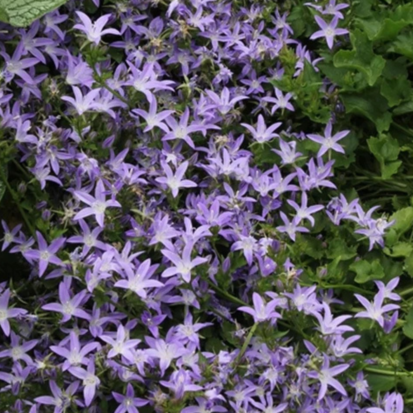 Campanula poscharskyana Blue Waterfall