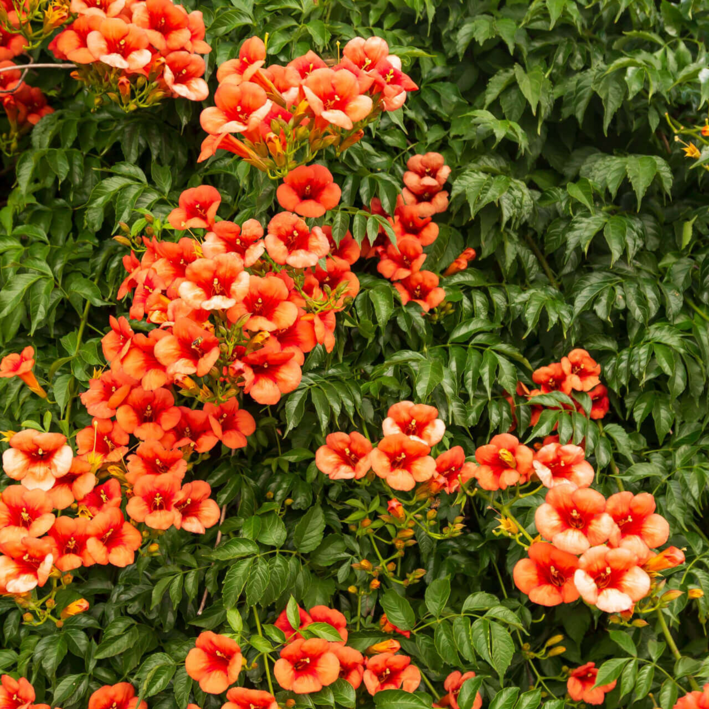 Orange Trumpet Vine