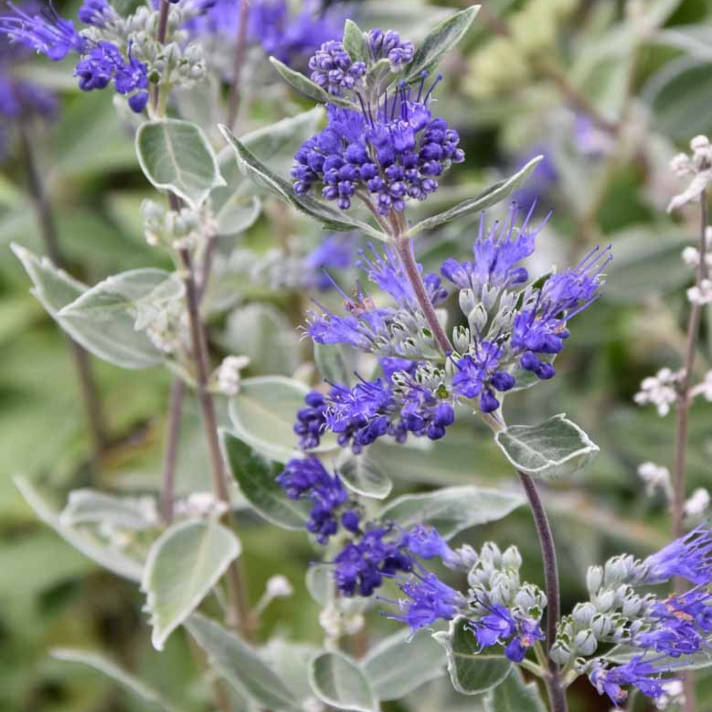 Caryopteris clandonensis Dark Knight