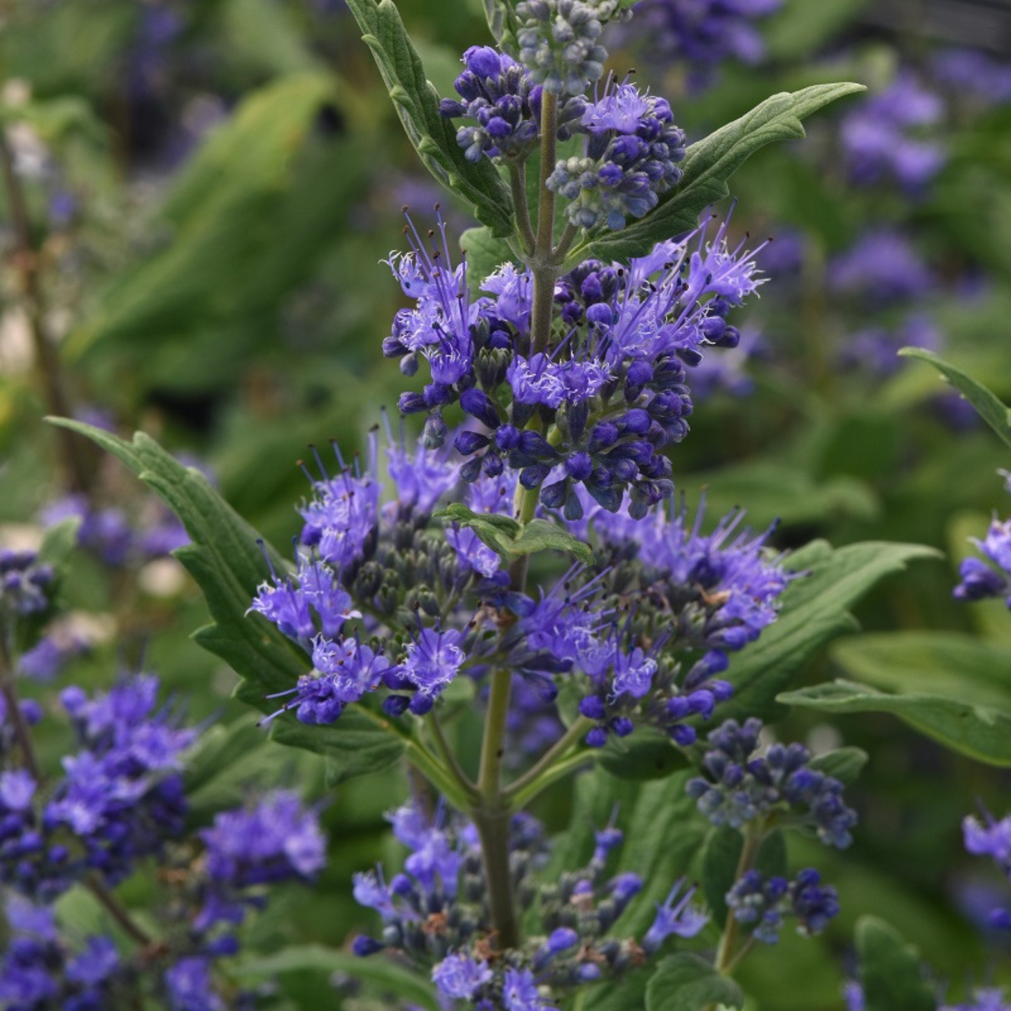 Caryopteris clandonensis Emerald Crest