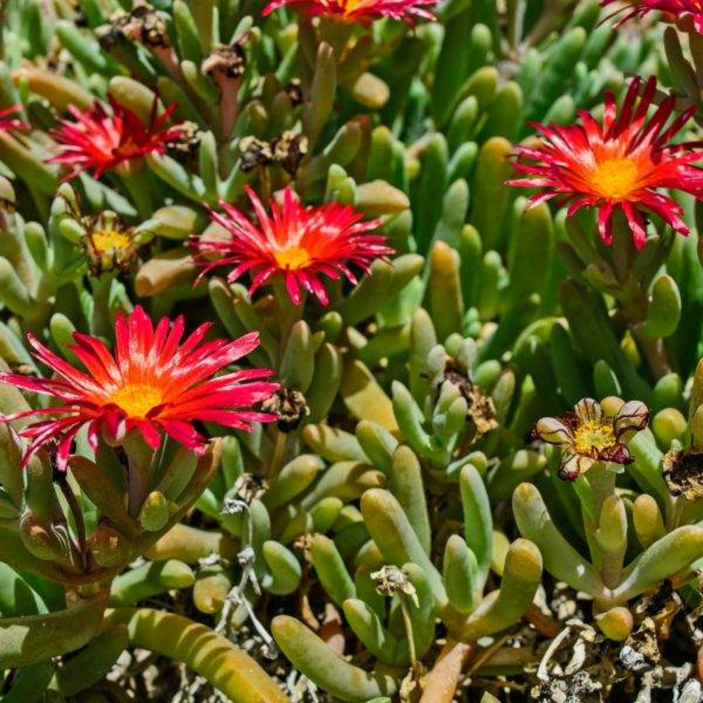 Delosperma Wheels of Wonder Hot Red Wonder