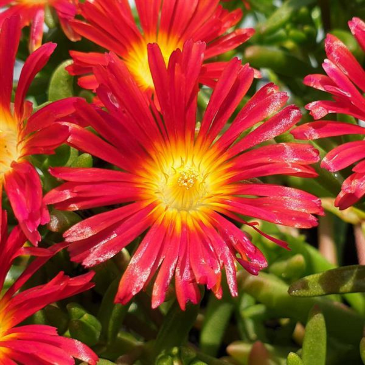Delosperma Wheels of Wonder Hot Red Wonder