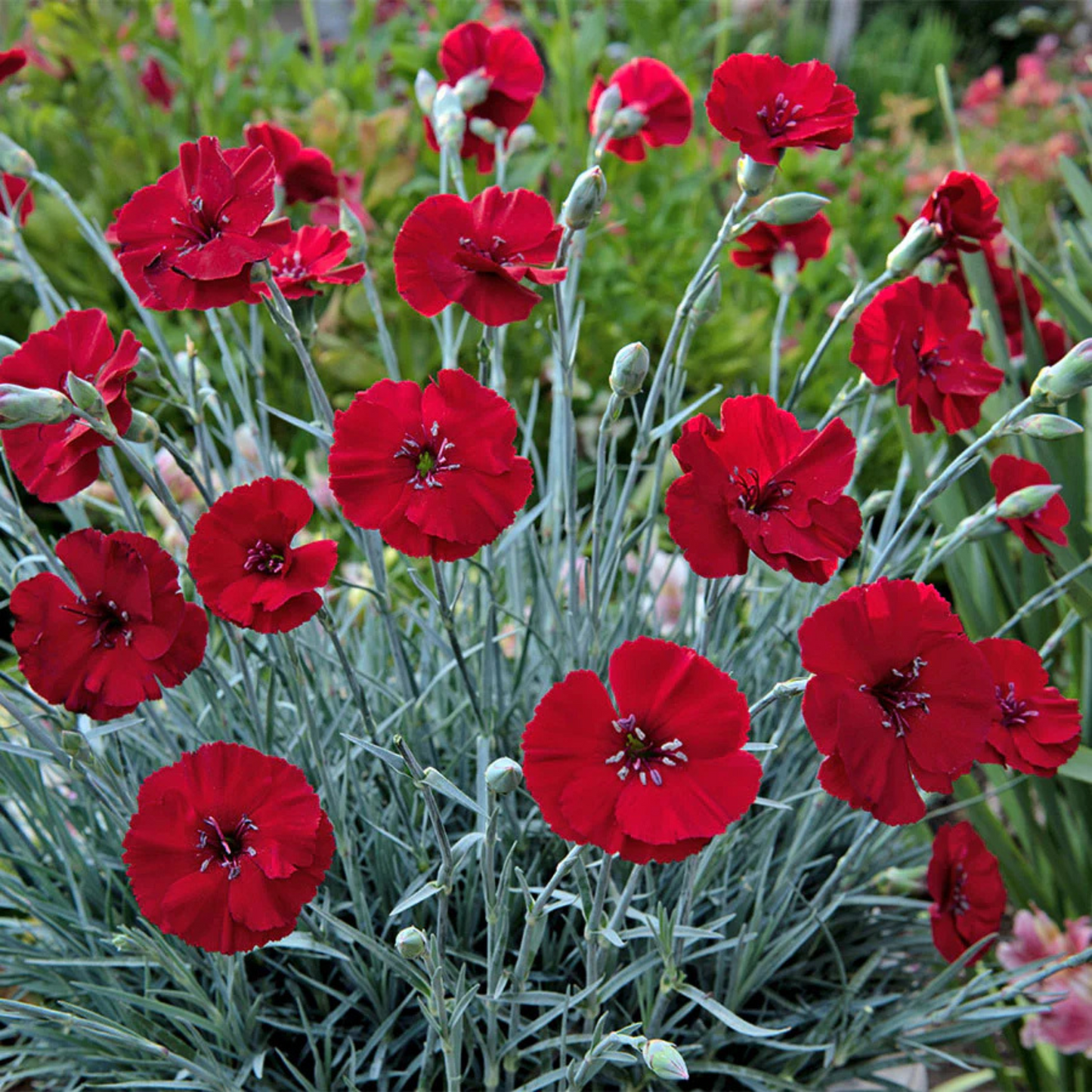 Dianthus hybrida American Pie Cherry Pie