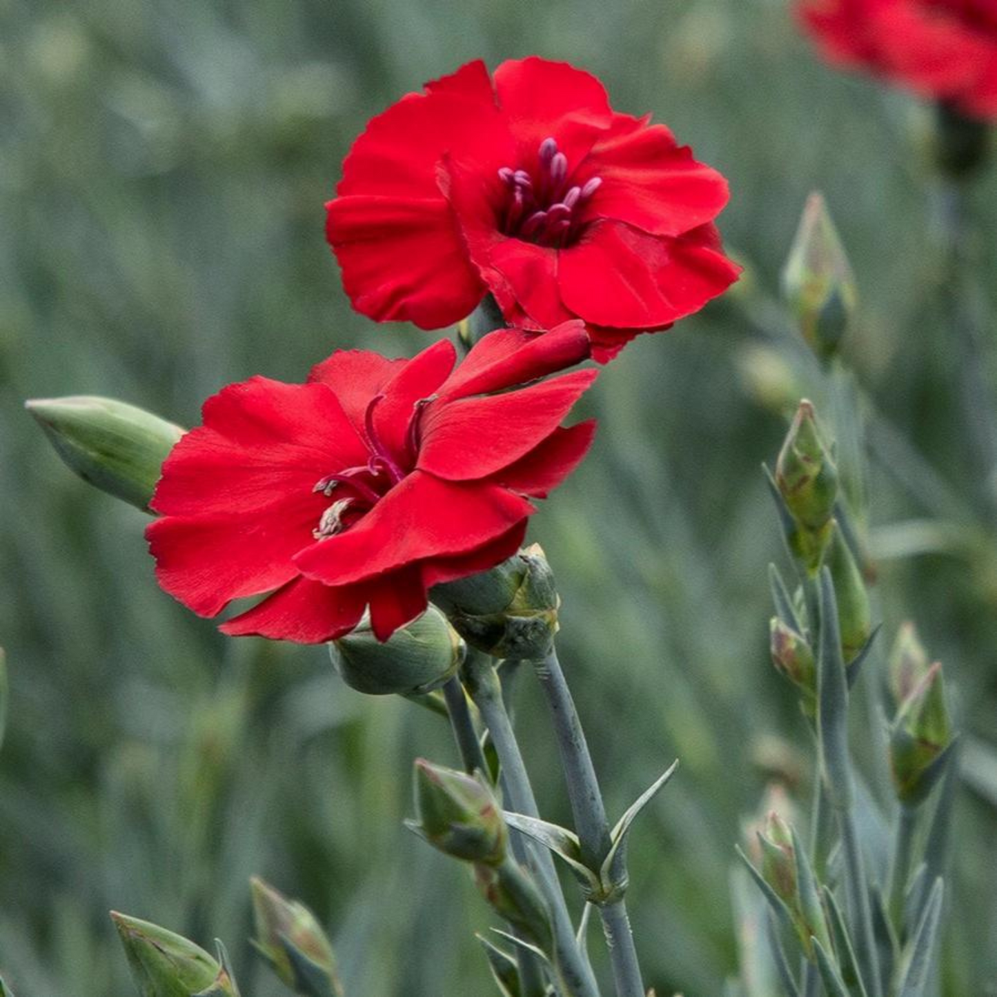 Dianthus hybrida American Pie Cherry Pie