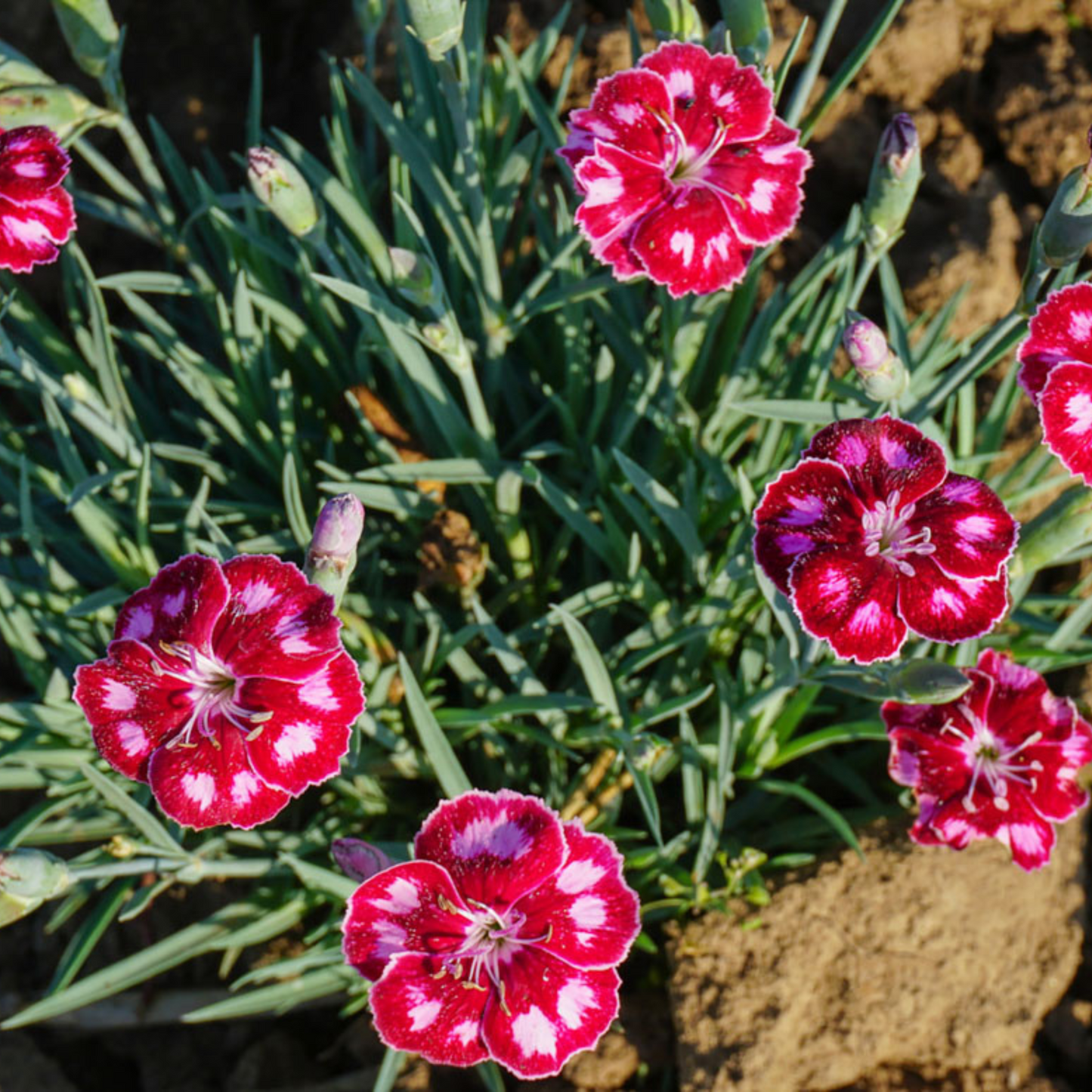 Dianthus hybrida Mountain Frost Ruby Glitter