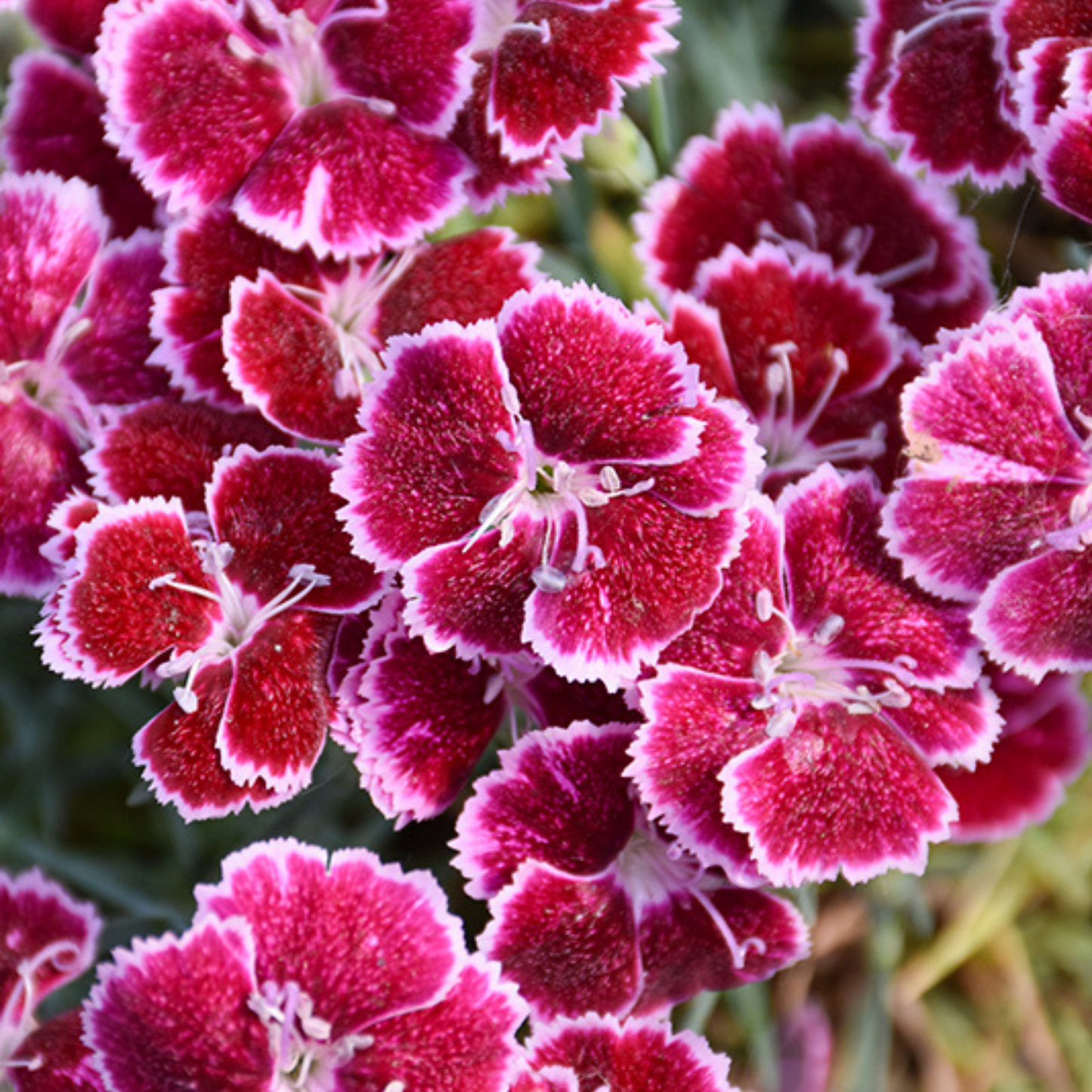 Dianthus hybrida Mountain Frost Ruby Glitter