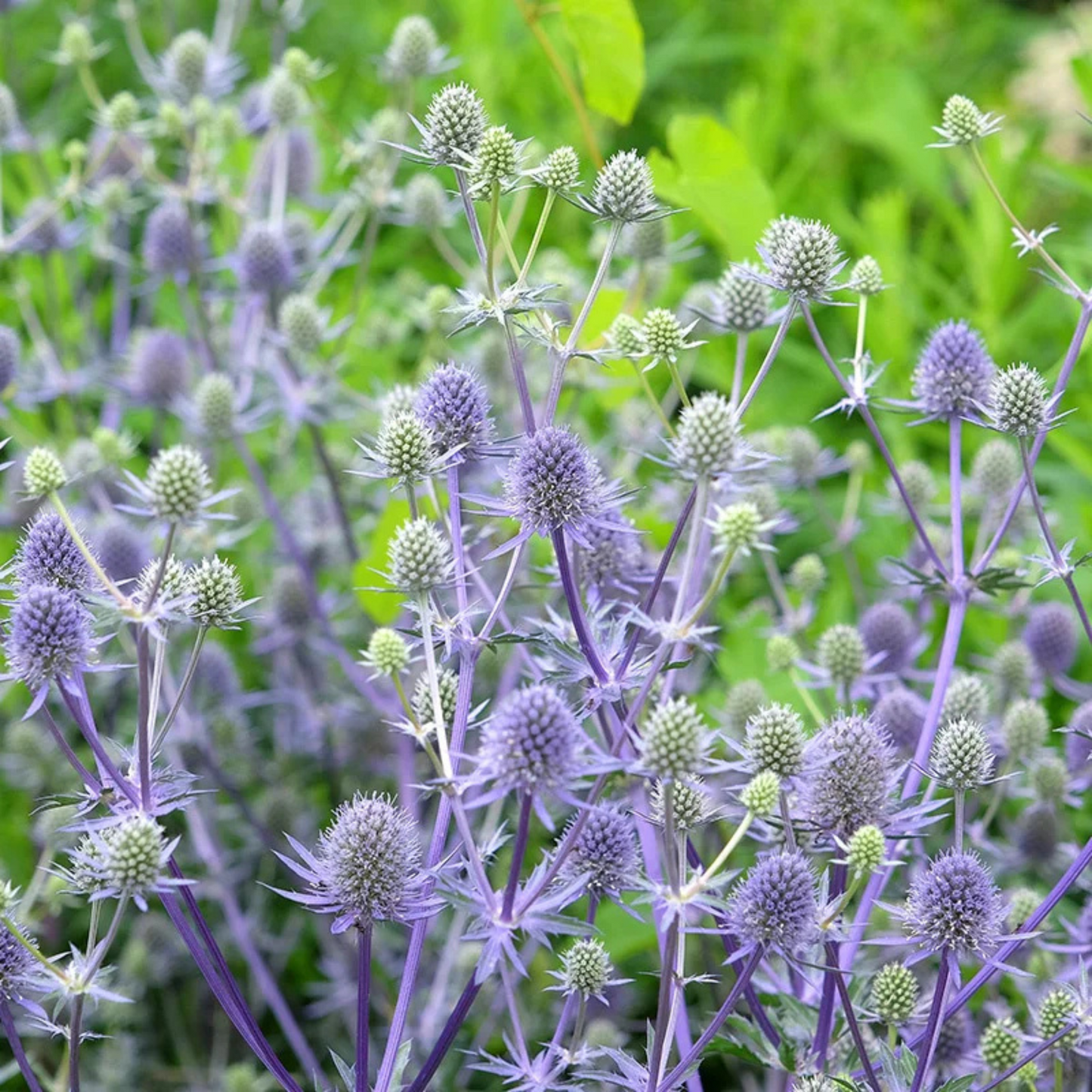 Eryngium planum Blue Glitter