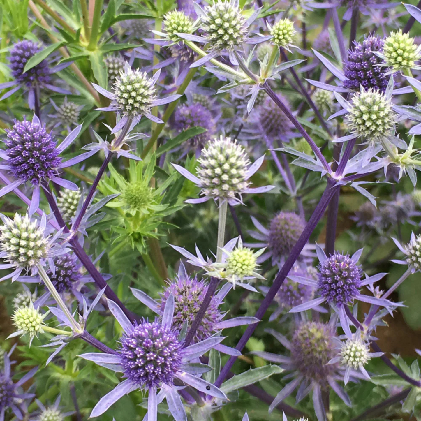 Eryngium planum Blue Glitter