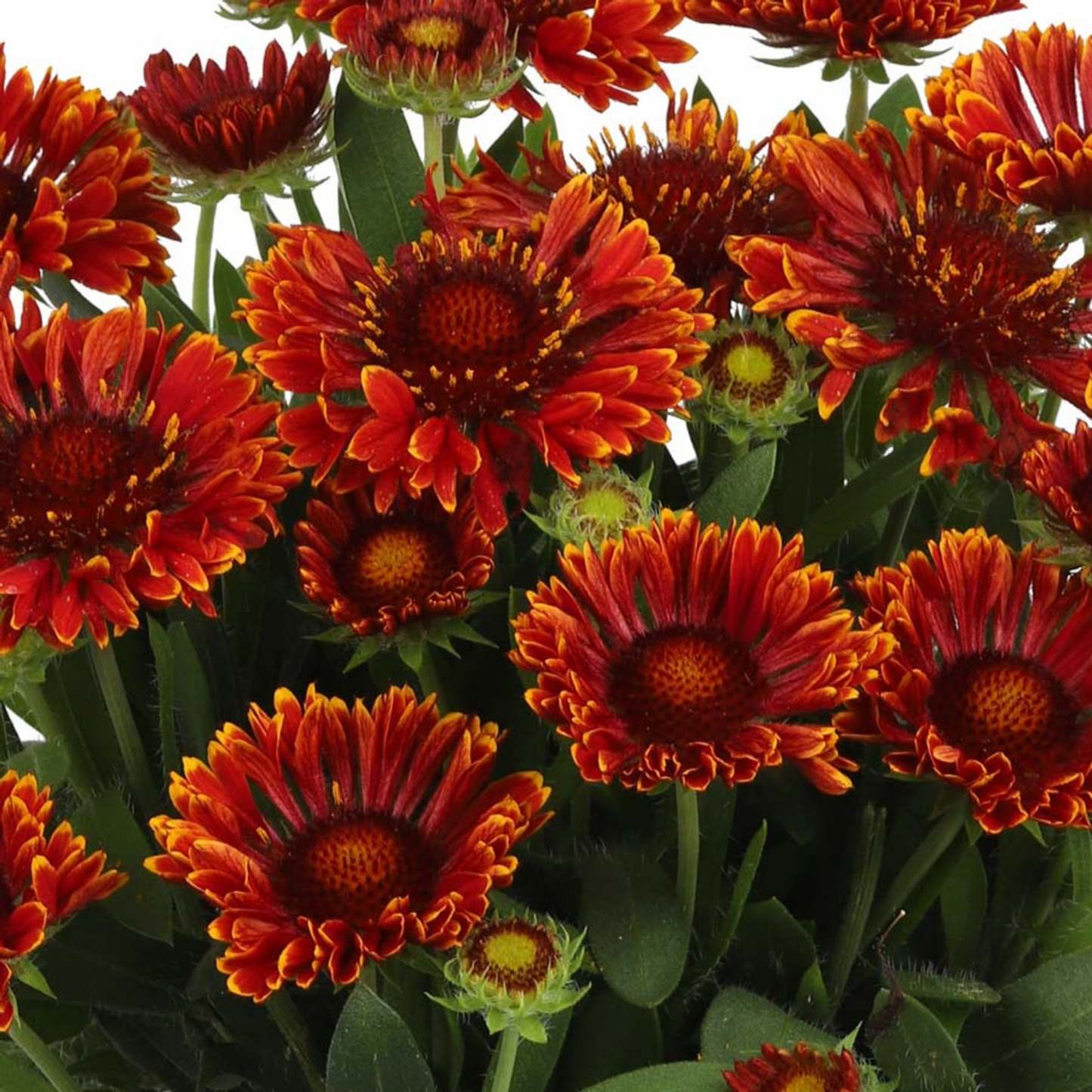 Gaillardia grandiflora Spintop Mariachi Red Sky
