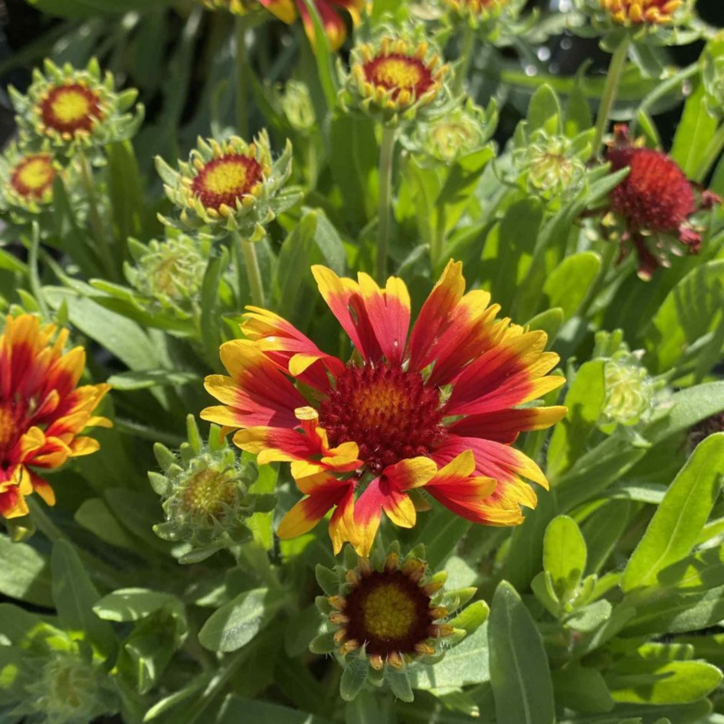 Gaillardia grandiflora SpinTop Orange Halo