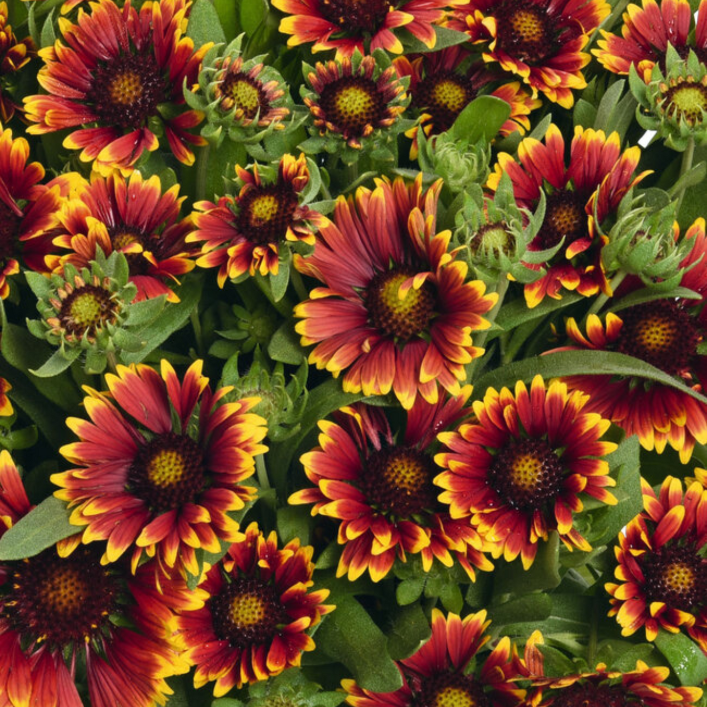 Gaillardia grandiflora SpinTop Orange Halo