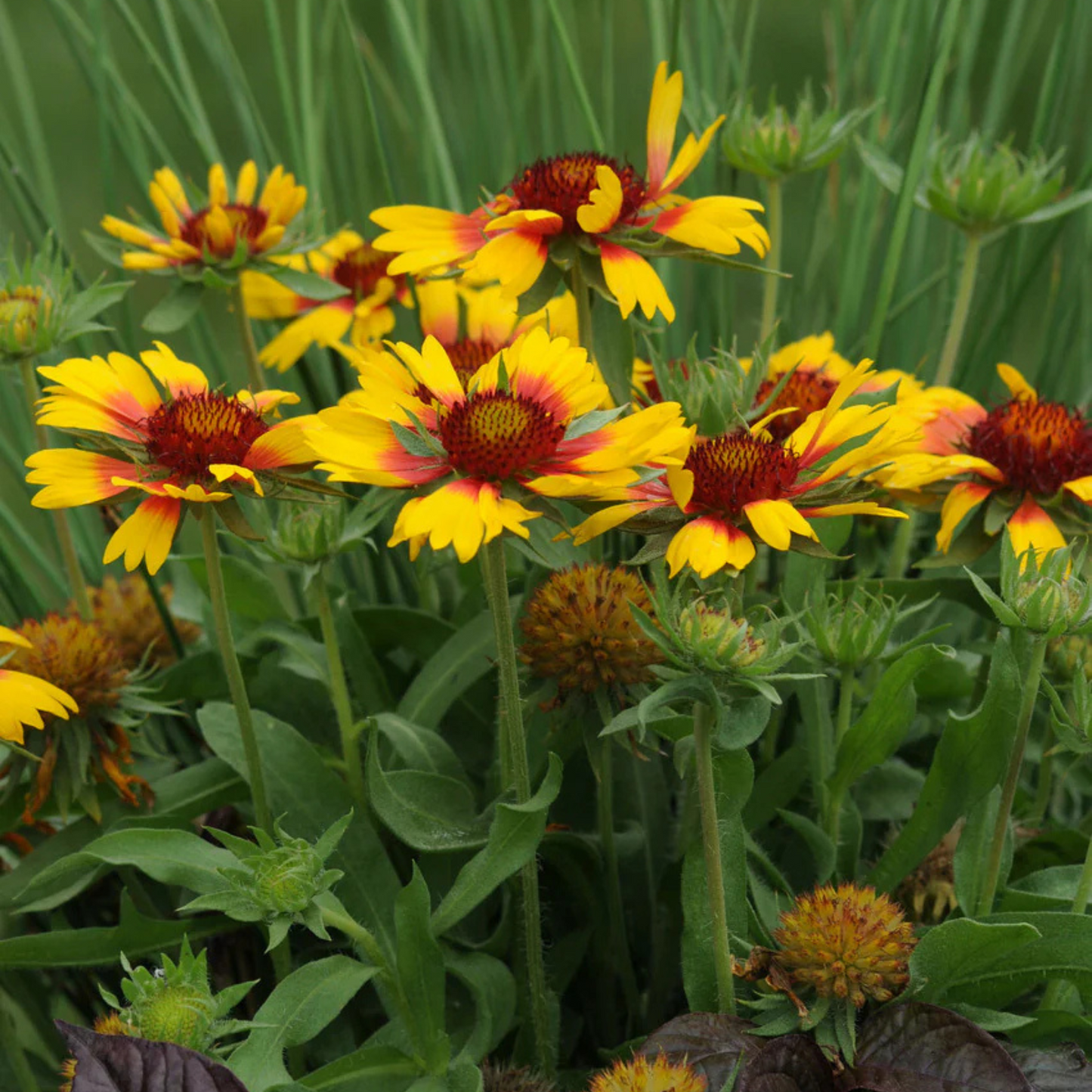Gaillardia grandiflora Mesa Bright Bicolor