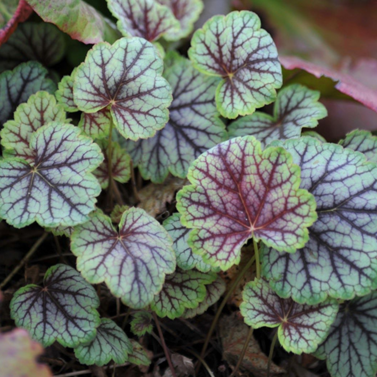 Heuchera americana Marvelous Marble Silver