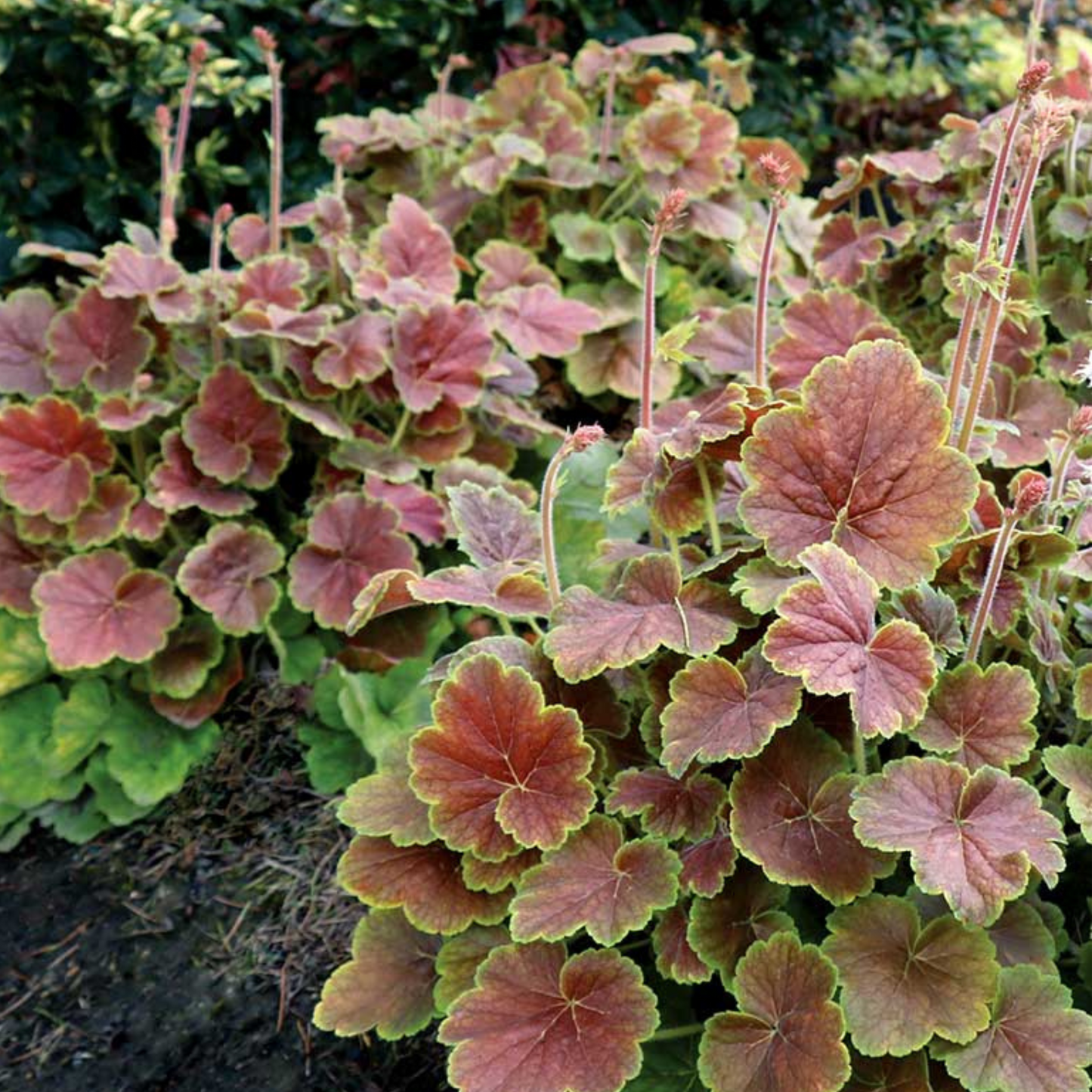 Heuchera Northern Exposure Sienna
