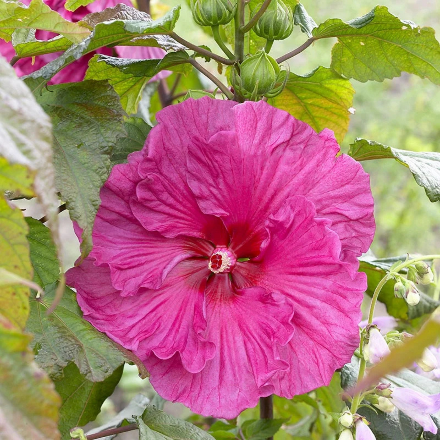 Hibiscus Flemings Plum Crazy