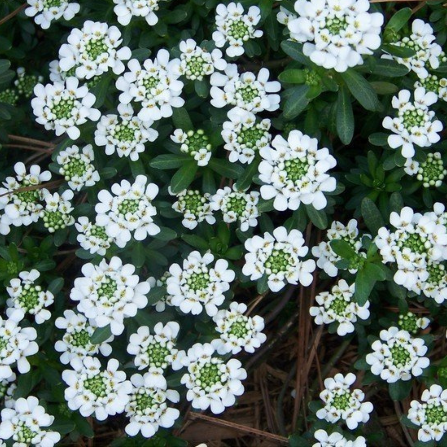 Iberis sempervirens Alexander's White