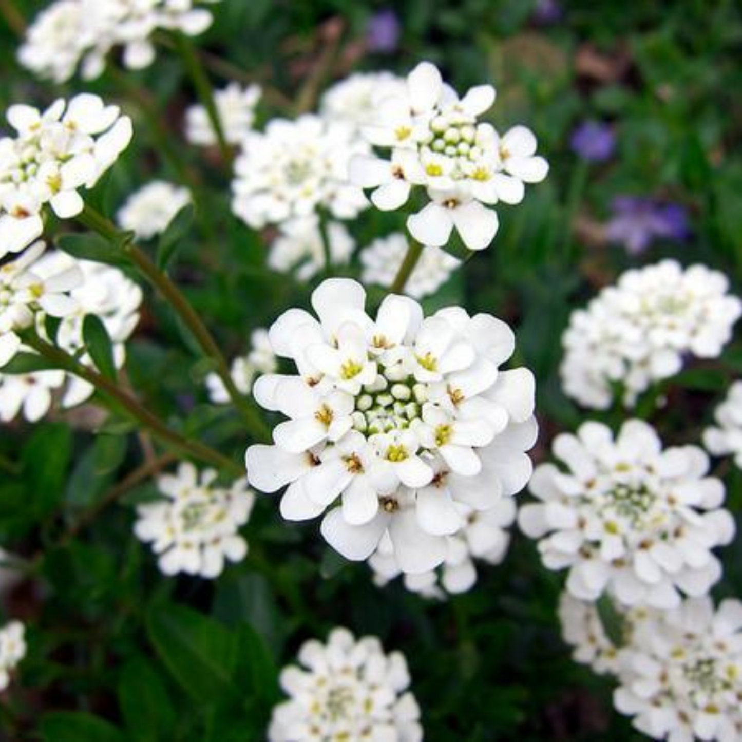 Iberis sempervirens Alexander's White