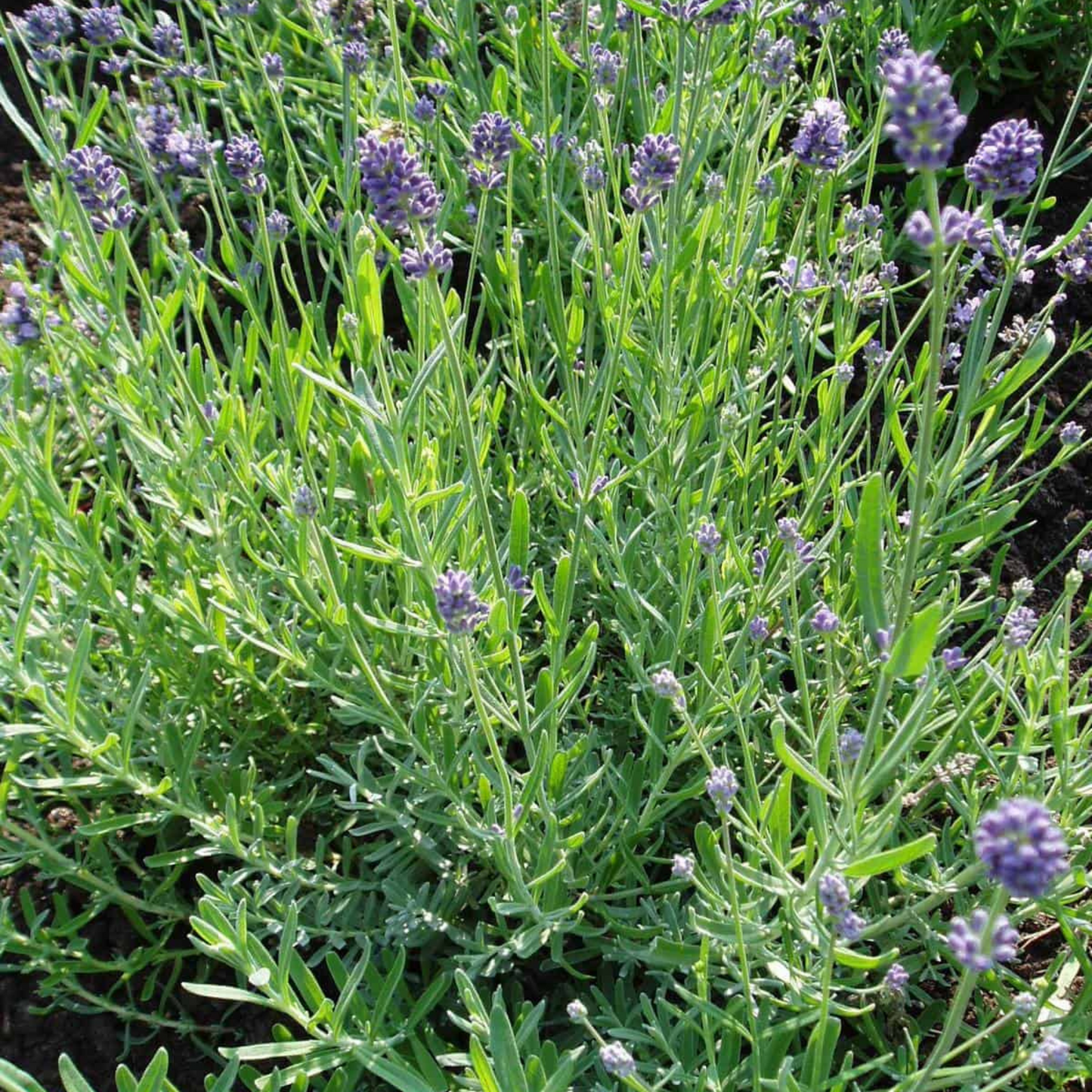 Lavandula angustifolia Lady