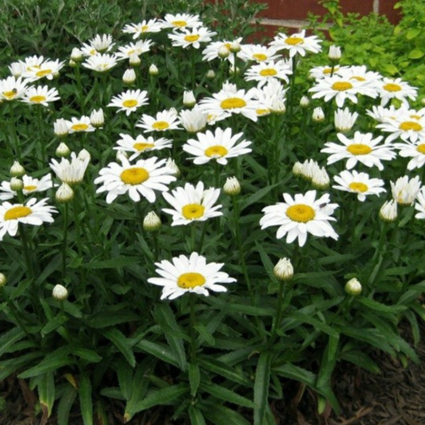 Leucanthemum superbum Snow Lady
