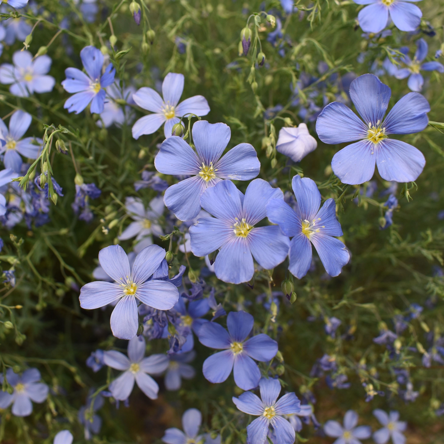 Linum perenne Sapphire