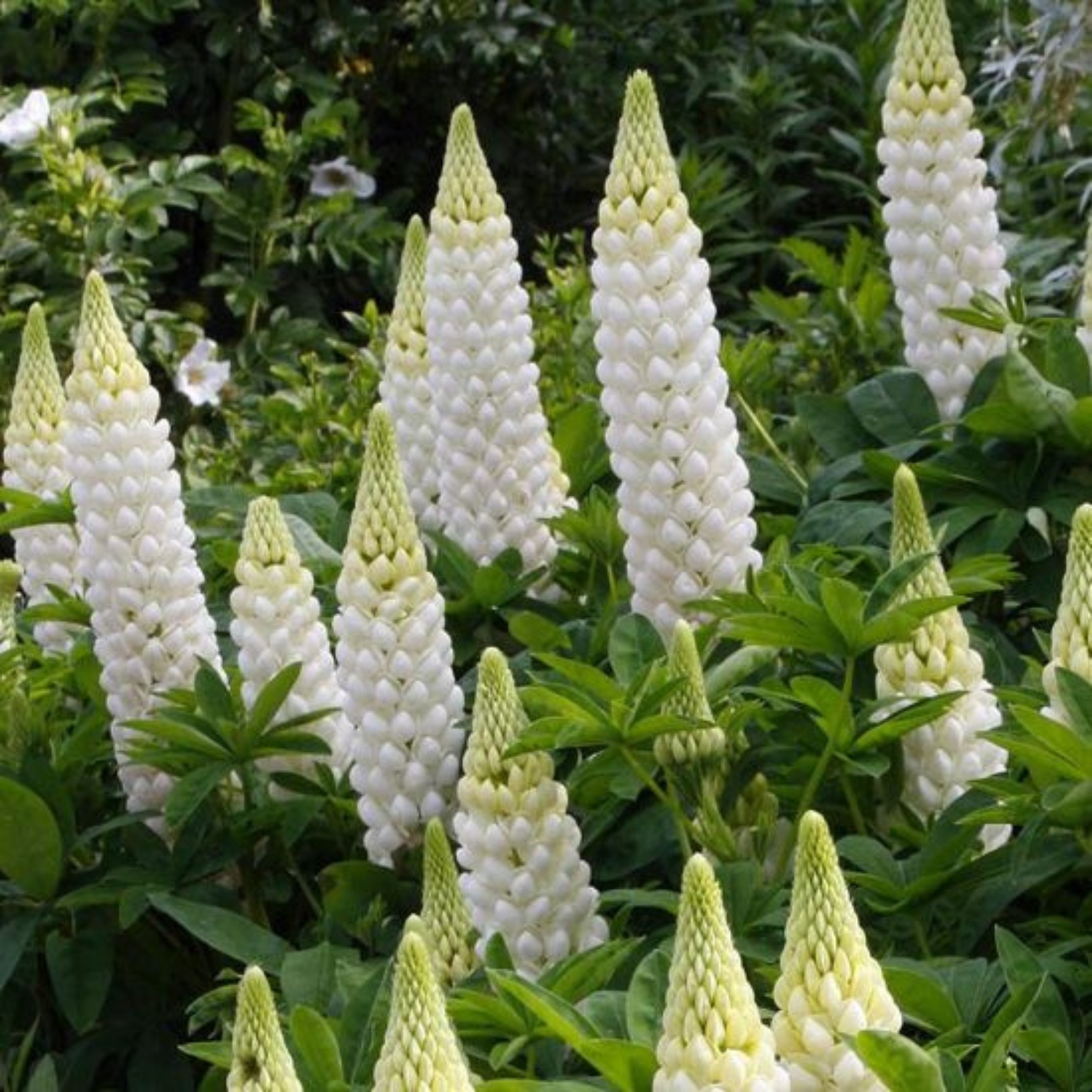 Lupinus polyphyllus Mini Gallery White