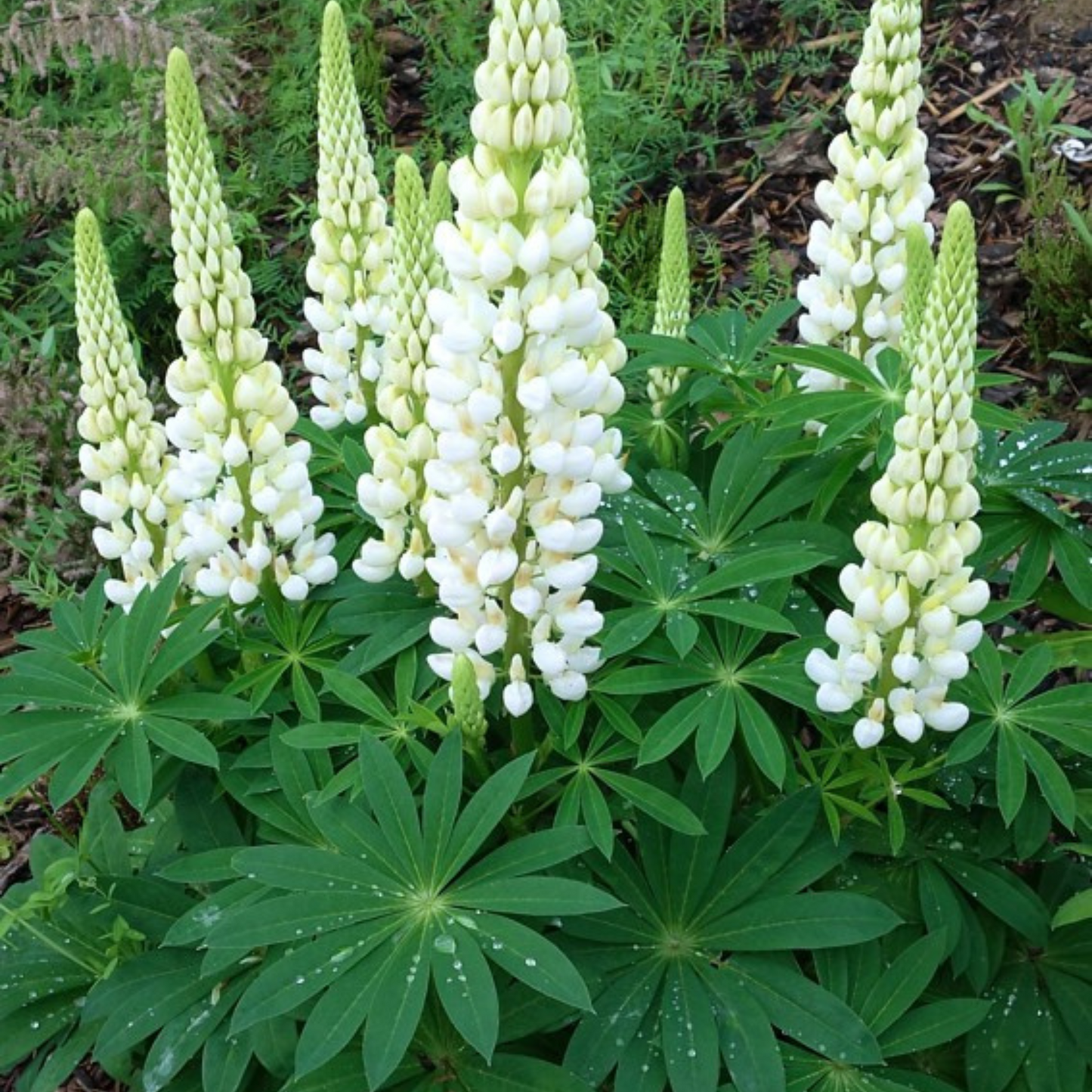 Lupinus polyphyllus Mini Gallery White