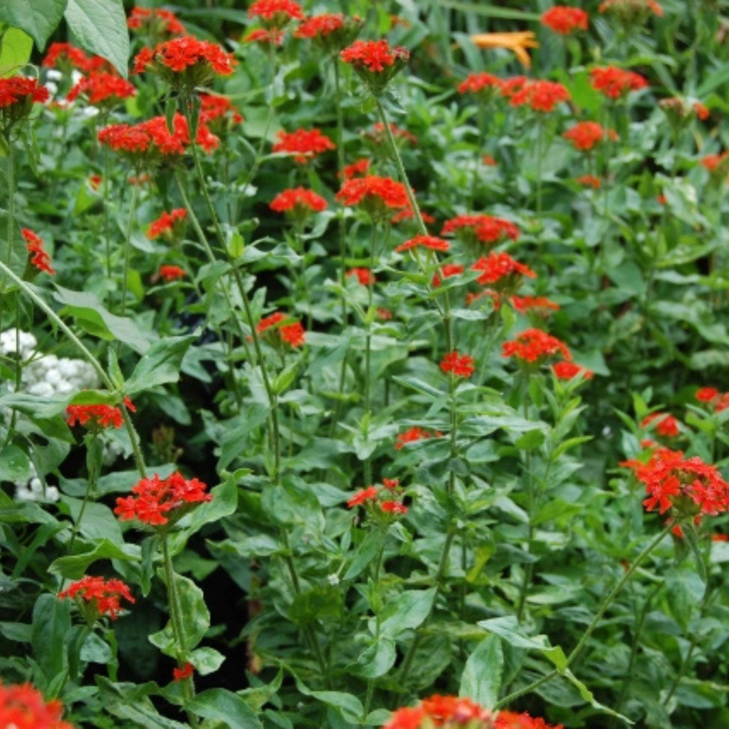 Lychnis chalcedonica