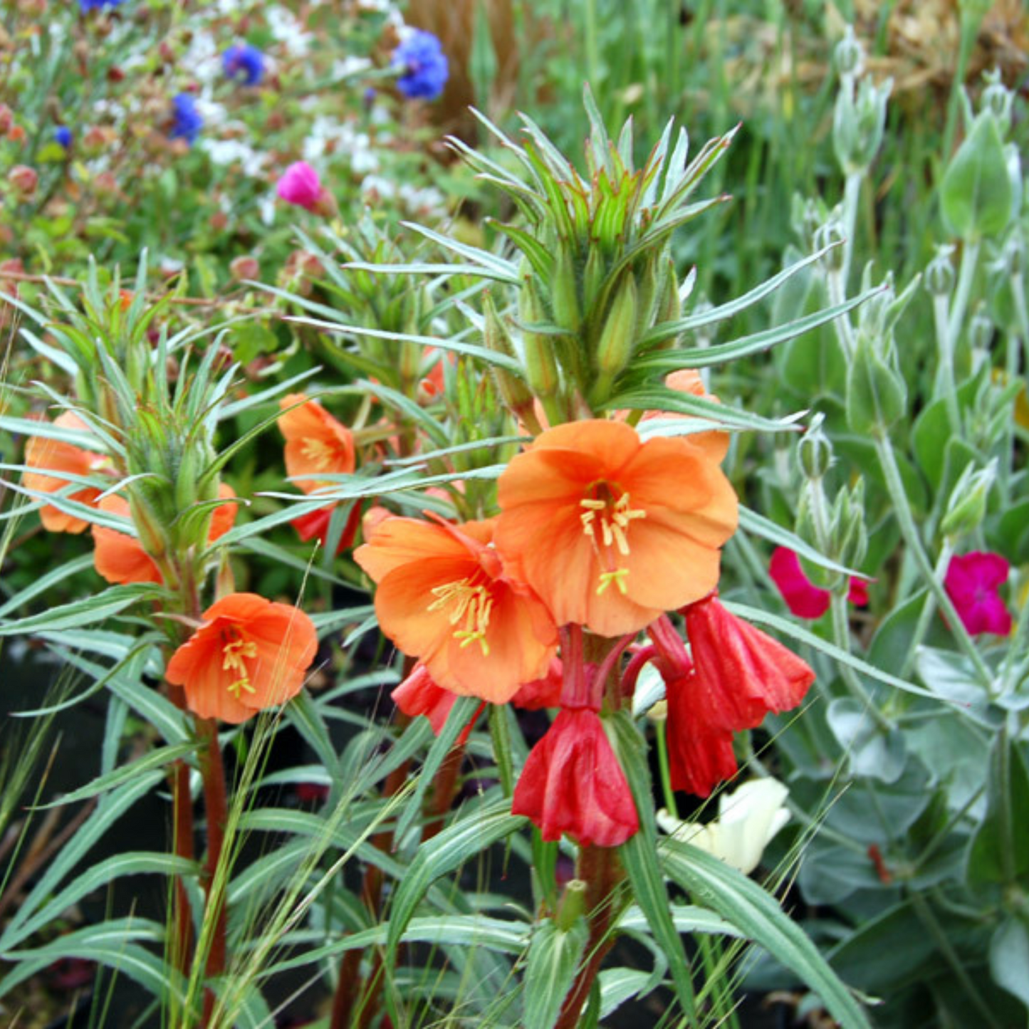 Oenothera versicolor Sunset Boulevard