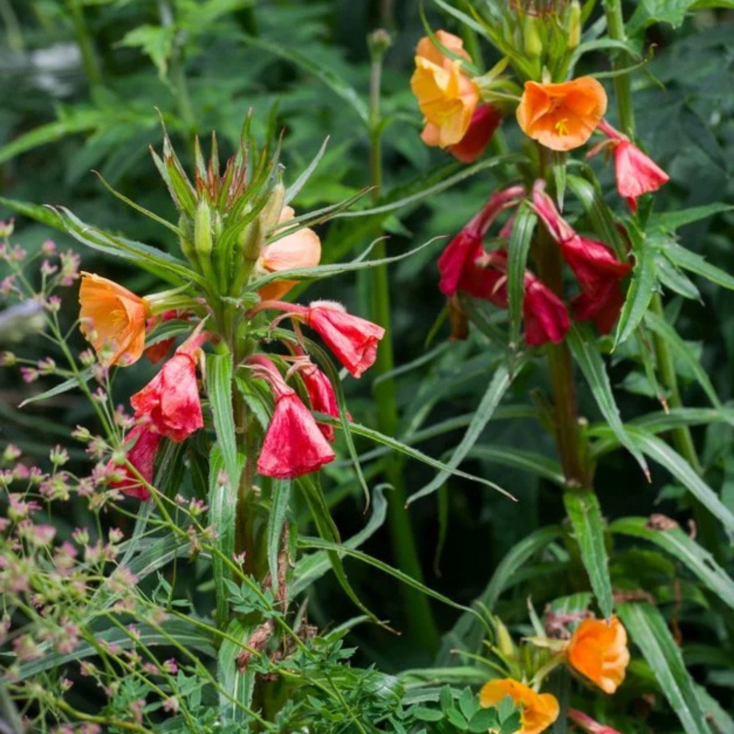 Oenothera versicolor Sunset Boulevard