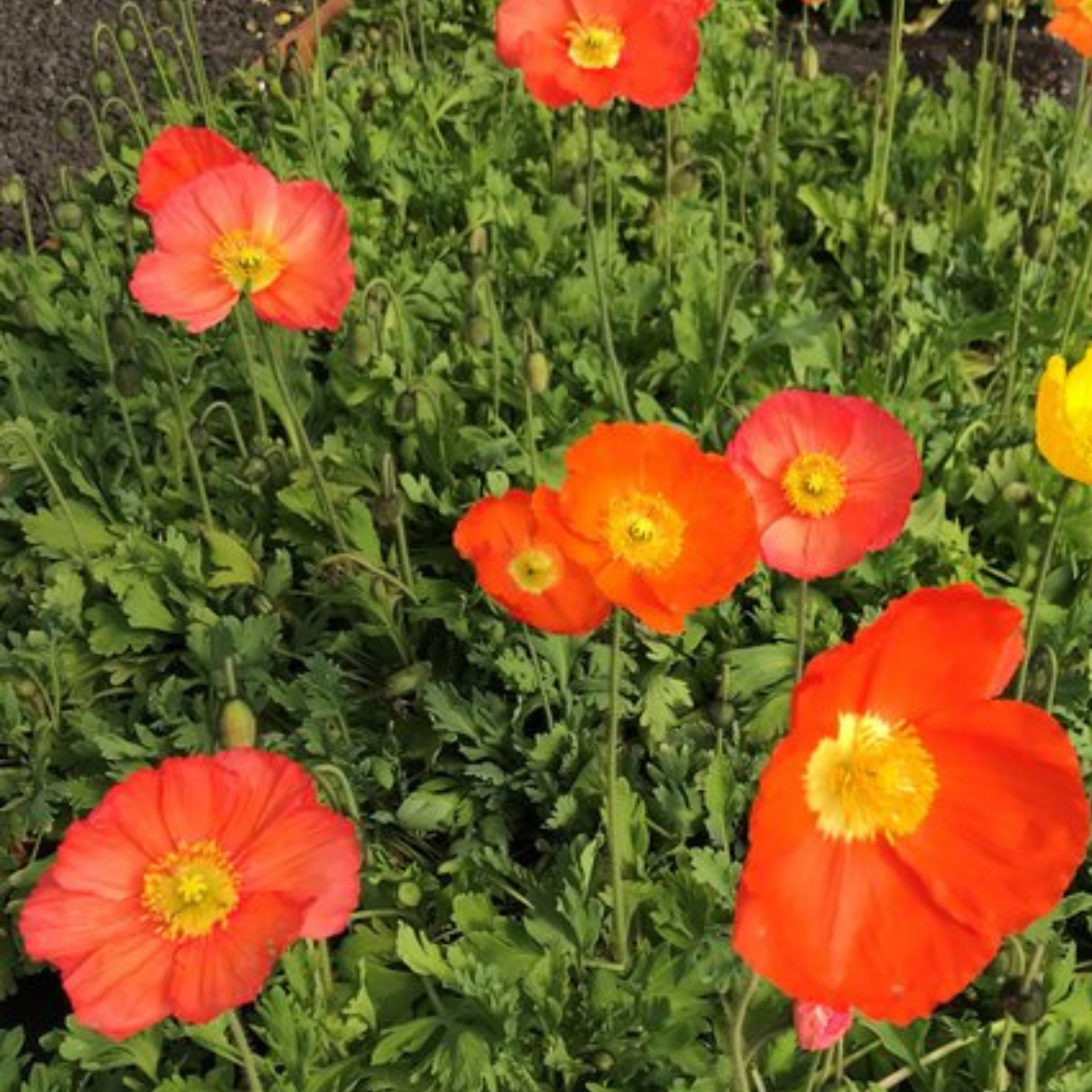 Papaver nudicaule Champagne Bubbles Orange