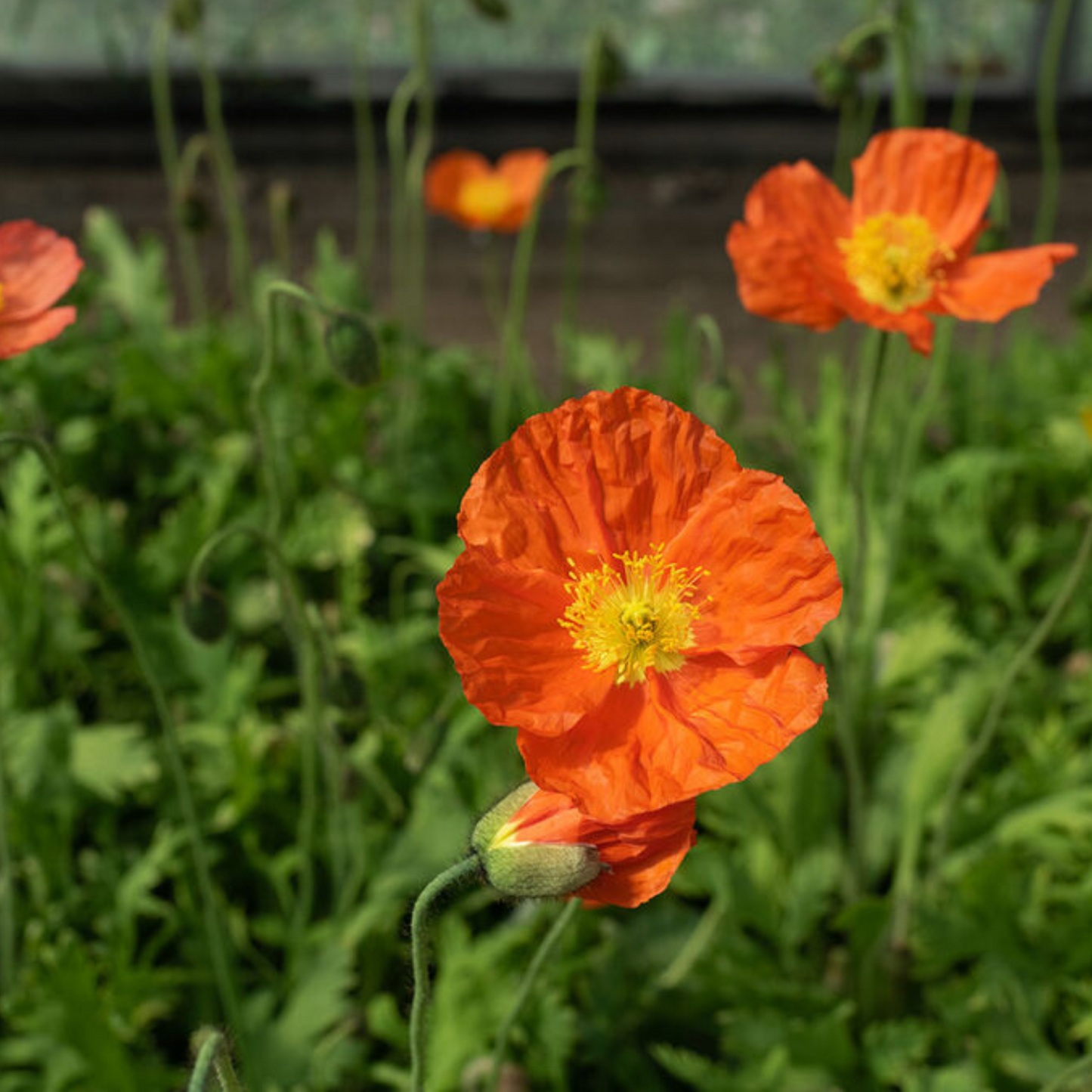 Papaver nudicaule Champagne Bubbles Orange