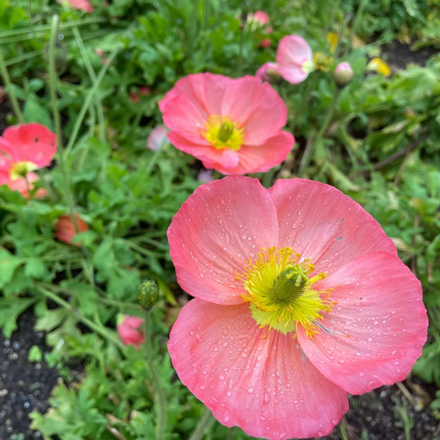 Papaver nudicaule Champagne Bubbles Pink