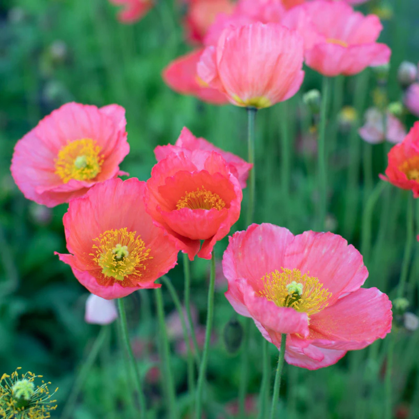 Papaver nudicaule Champagne Bubbles Pink