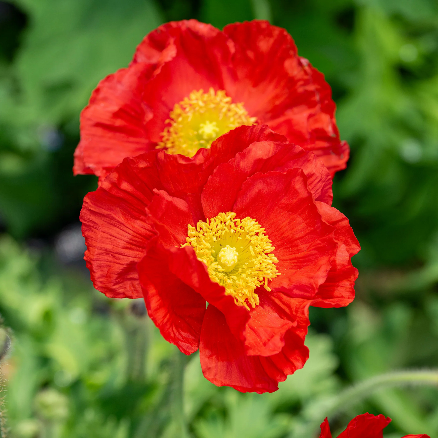 Papaver nudicaule Champagne Bubbles Scarlet