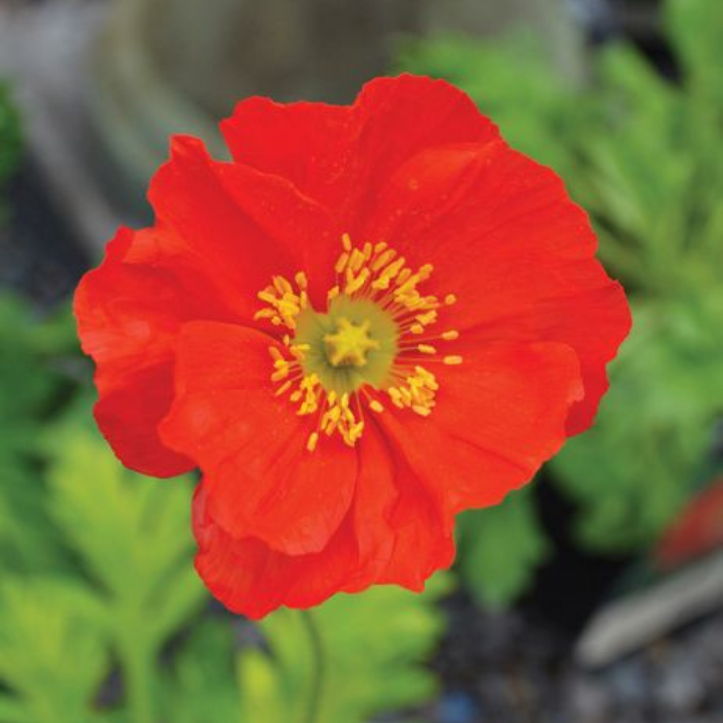 Papaver nudicaule Champagne Bubbles Scarlet